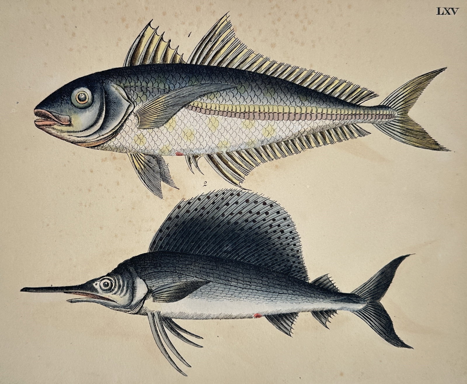 Friedrich Justin Bertuch – Atlantic Horse Mackerel and Sailfish – Etching (Hand-coloured) (1 of 2)