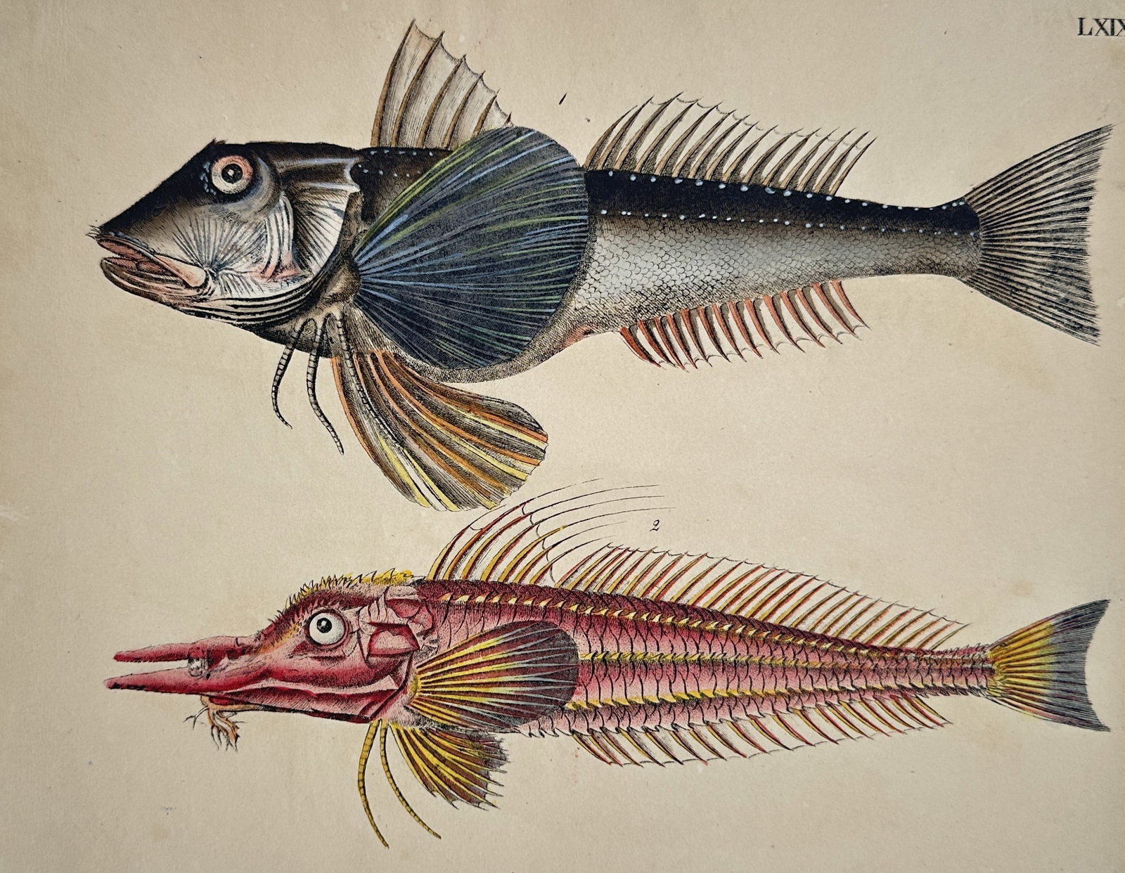 Friedrich Justin Bertuch – Flying Gurnard and Armored Searobin – Etching (Hand-coloured): "LXIX" illustrates two distinct exotic marine fish species, showcasing a flying gurnard with its large, wing-like pectoral fins at the top, and a reddish armored searobin with an elongated snout and b