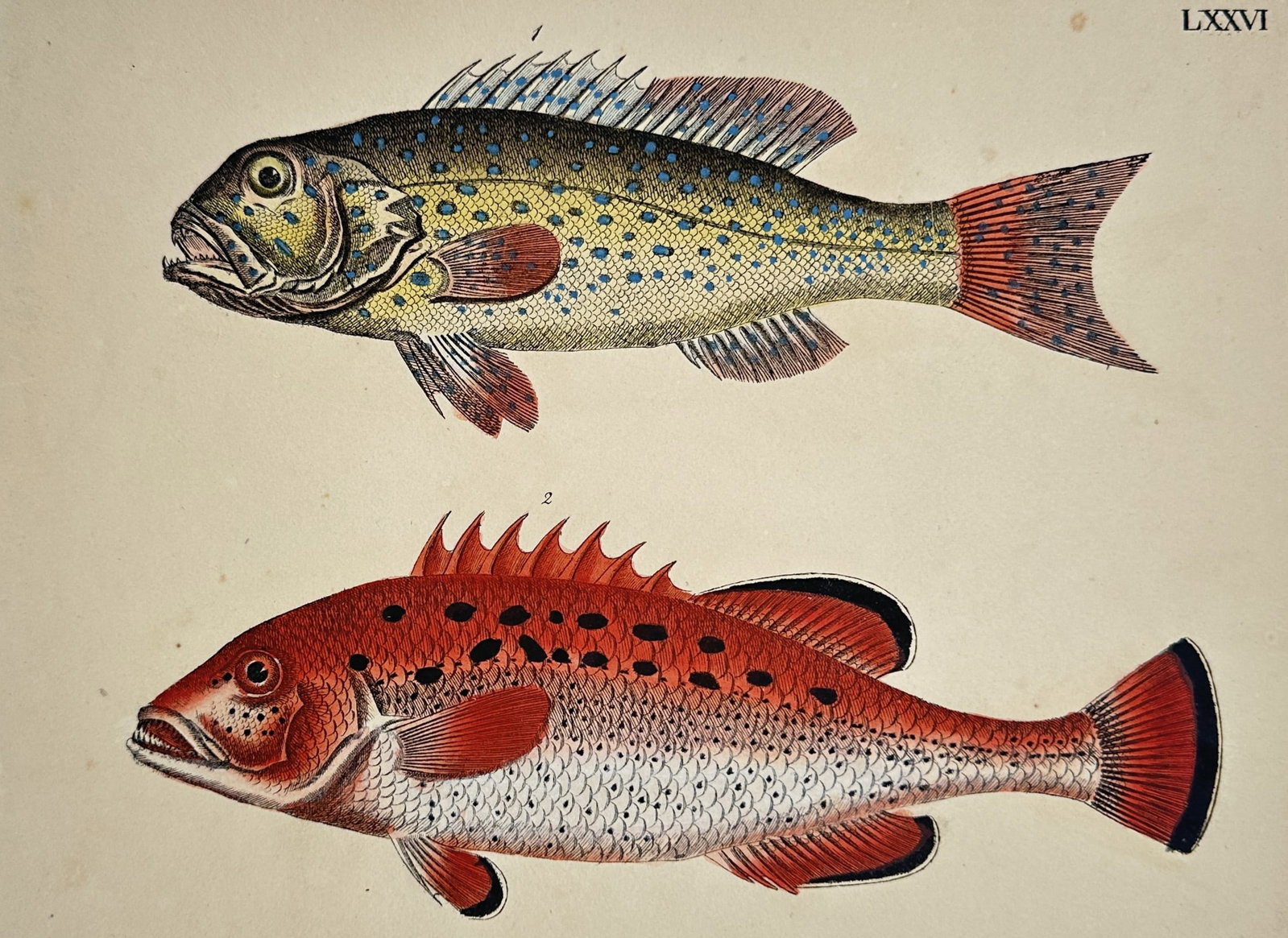Friedrich Justin Bertuch – Speckled and Spotted Marine Fish Species – Etching (Hand-coloured): "LXXVI" illustrates two distinct species of tropical marine fish, displaying a greenish-yellow fish covered in bright blue spots at the top, and a vibrant red fish with black spots and dark margins on