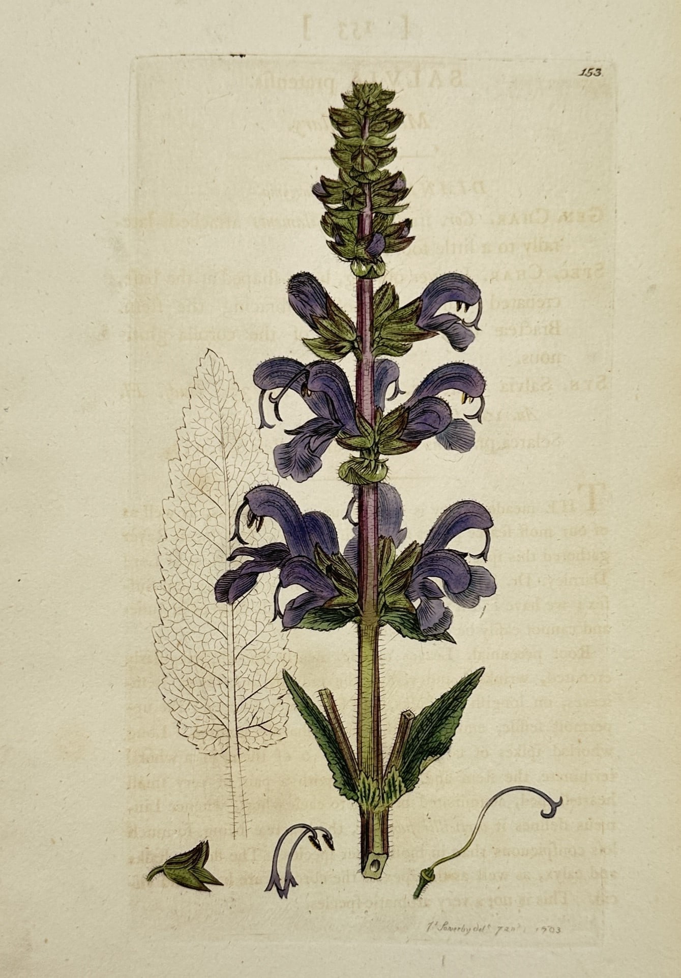 James Sowerby (1757–1822) – Meadow Clary or Sage – Etching (Hand-coloured) (1803) (1 of 2)