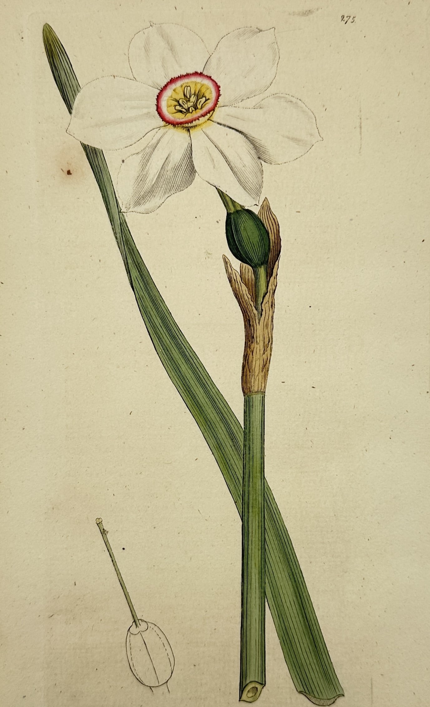 James Sowerby (1757–1822) – Poet's Daffodil or Narcissus – Etching (Hand-coloured) (1801): "Narcissus poeticus" displays a botanical study of the poet's daffodil, showcasing its elegant, solitary white flower with a small, yellow corona fringed by a distinct reddish border. The composition 
