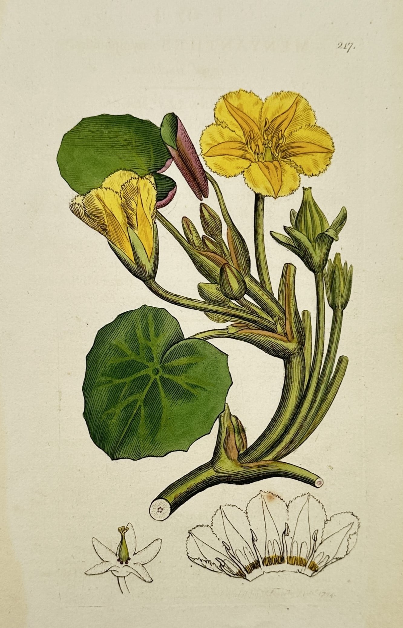 James Sowerby (1757–1822) – Yellow Fringed Water-Lily or Fringed Bogbean – Etching: "Limnanthemum nymphaeoides" (historically Menyanthes nymphoides) displays a botanical study of the yellow fringed water-lily, showcasing its vibrant yellow, five-lobed flowers with distinctive fringed