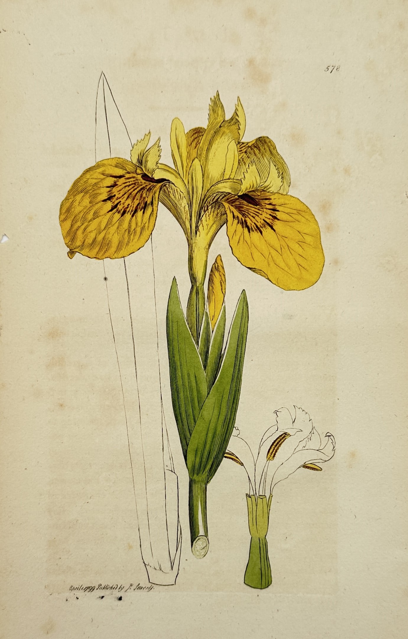 James Sowerby (1757–1822) – Yellow Iris or Water Flag – Etching (Hand-coloured) (1799) (1 of 2)