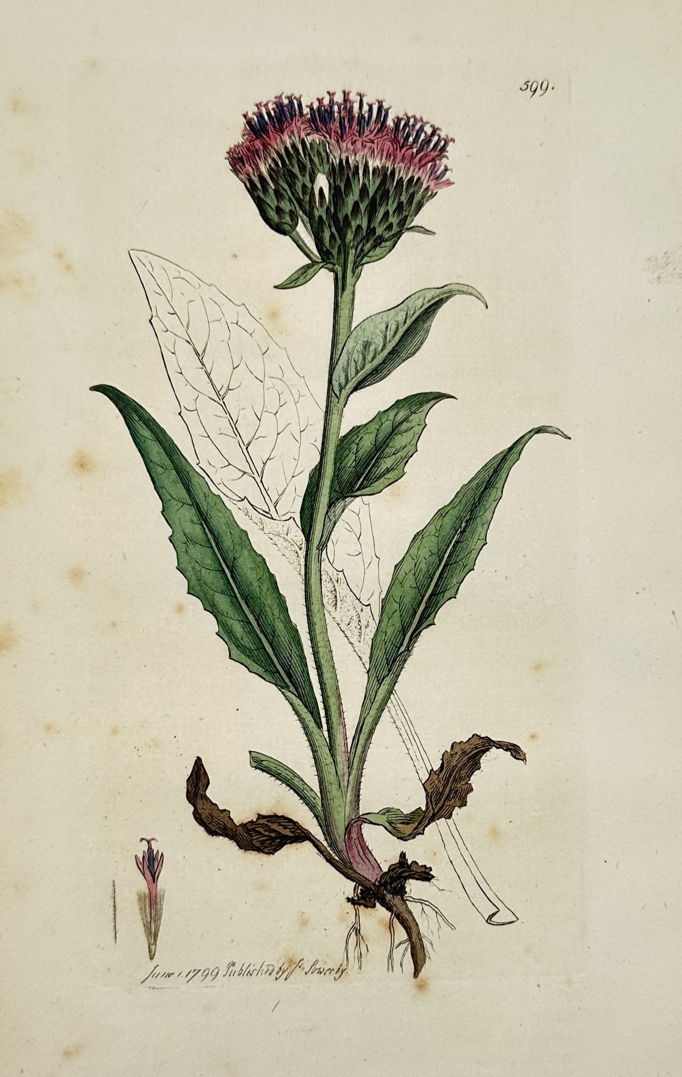 James Sowerby (1757–1822) – Alpine Saw-wort – Etching (Hand-coloured) (1799): "Saussurea alpina" displays a botanical study of the alpine saw-wort, showcasing its dense, terminal cluster of purple flower heads with dark, overlapping involucral bracts. The plant is depicted with