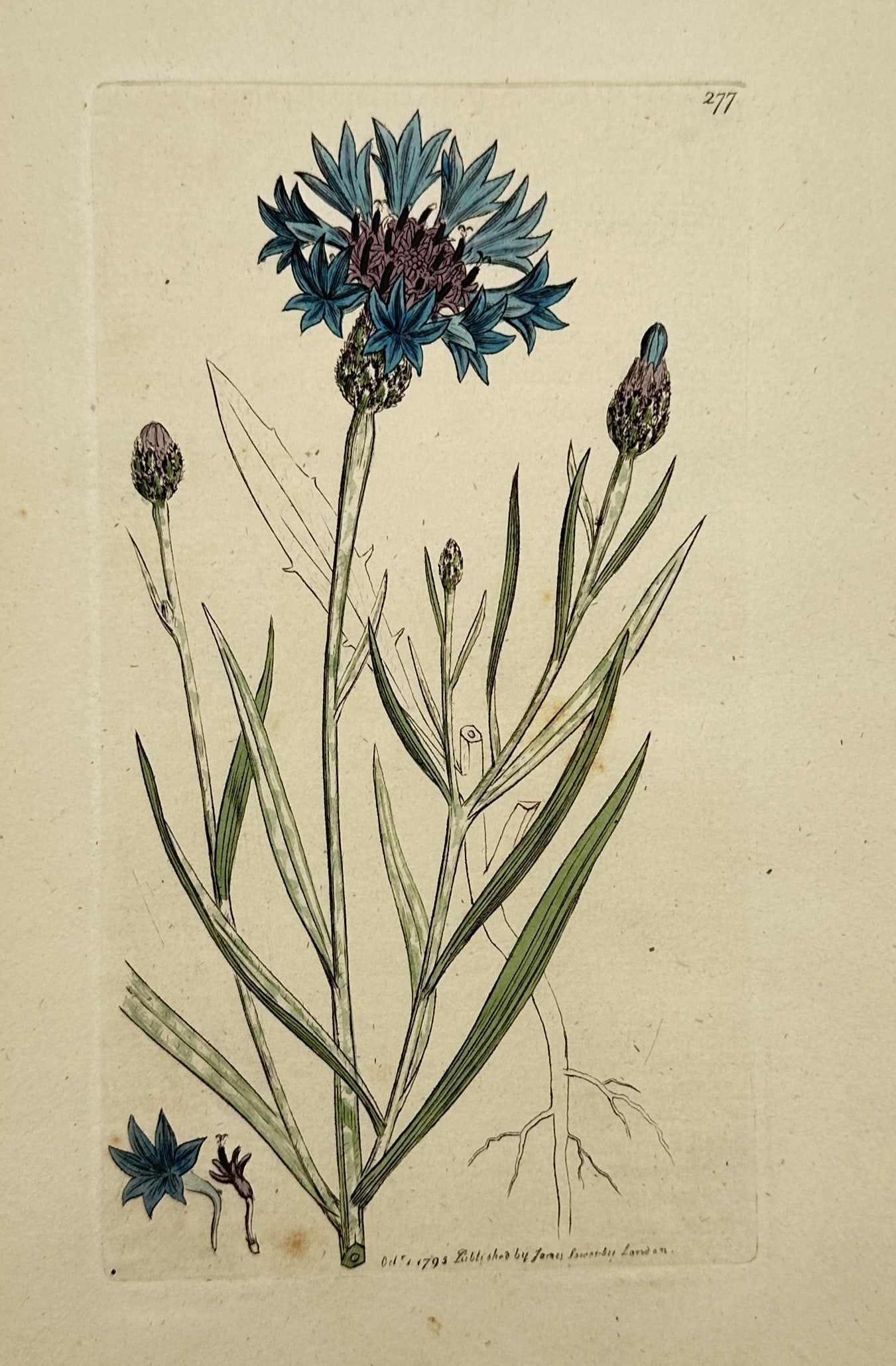 James Sowerby (1757–1822) – Cornflower or Bluebottle – Etching (Hand-coloured) (1795) (1 of 2)