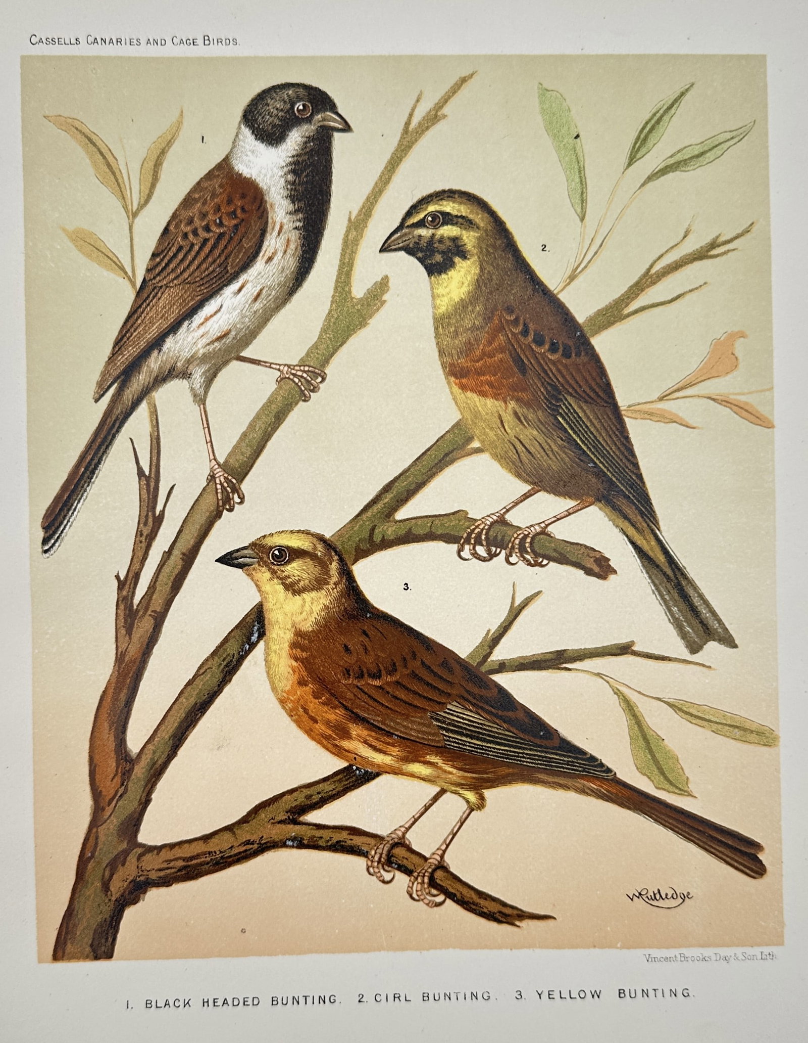 William Rutledge (19th Century) – Three Bunting Species – Chromolithograph (1880) (1 of 2)