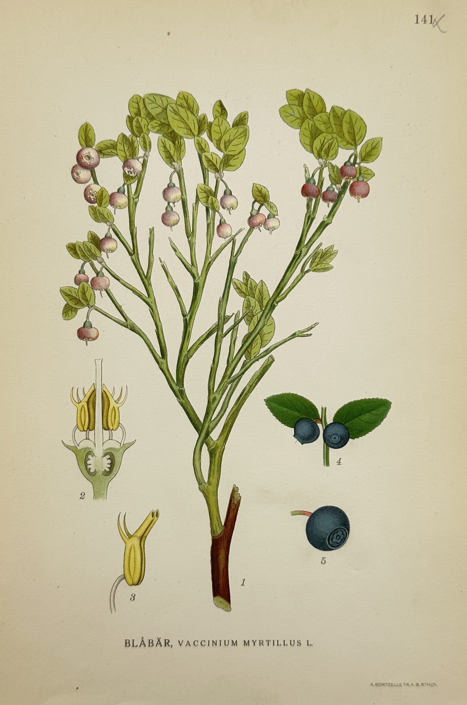 Carl Axel Magnus Lindman (1856–1928) – Bilberry or Blueberry – Chromolithograph (1901–1905): "Blåbär, Vaccinium myrtillus L." displays a botanical study of the bilberry plant, showcasing its branched woody stem with small green leaves, pale pink drooping bell-shaped flowers, and ripe dark b