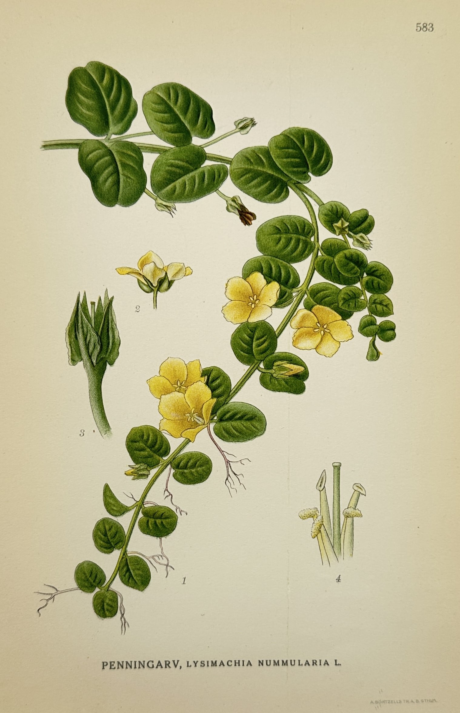 Carl Axel Magnus Lindman – Creeping Jenny or Moneywort – Chromolithograph (1901–1905) (1 of 2)