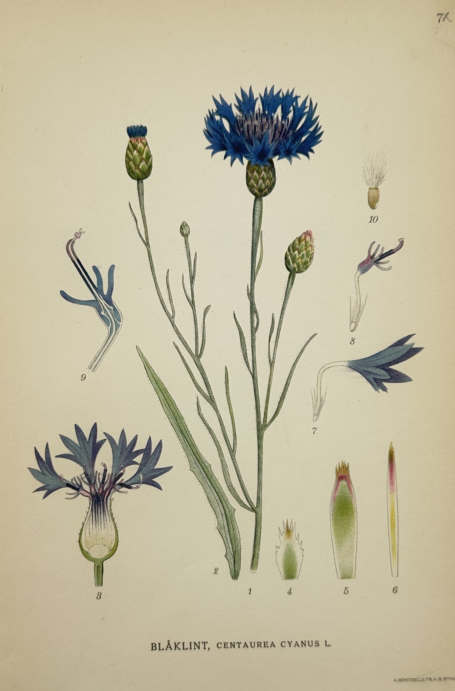 Carl Axel Magnus Lindman (1856–1928) – Cornflower or Bluebottle – Chromolithograph (1 of 2)