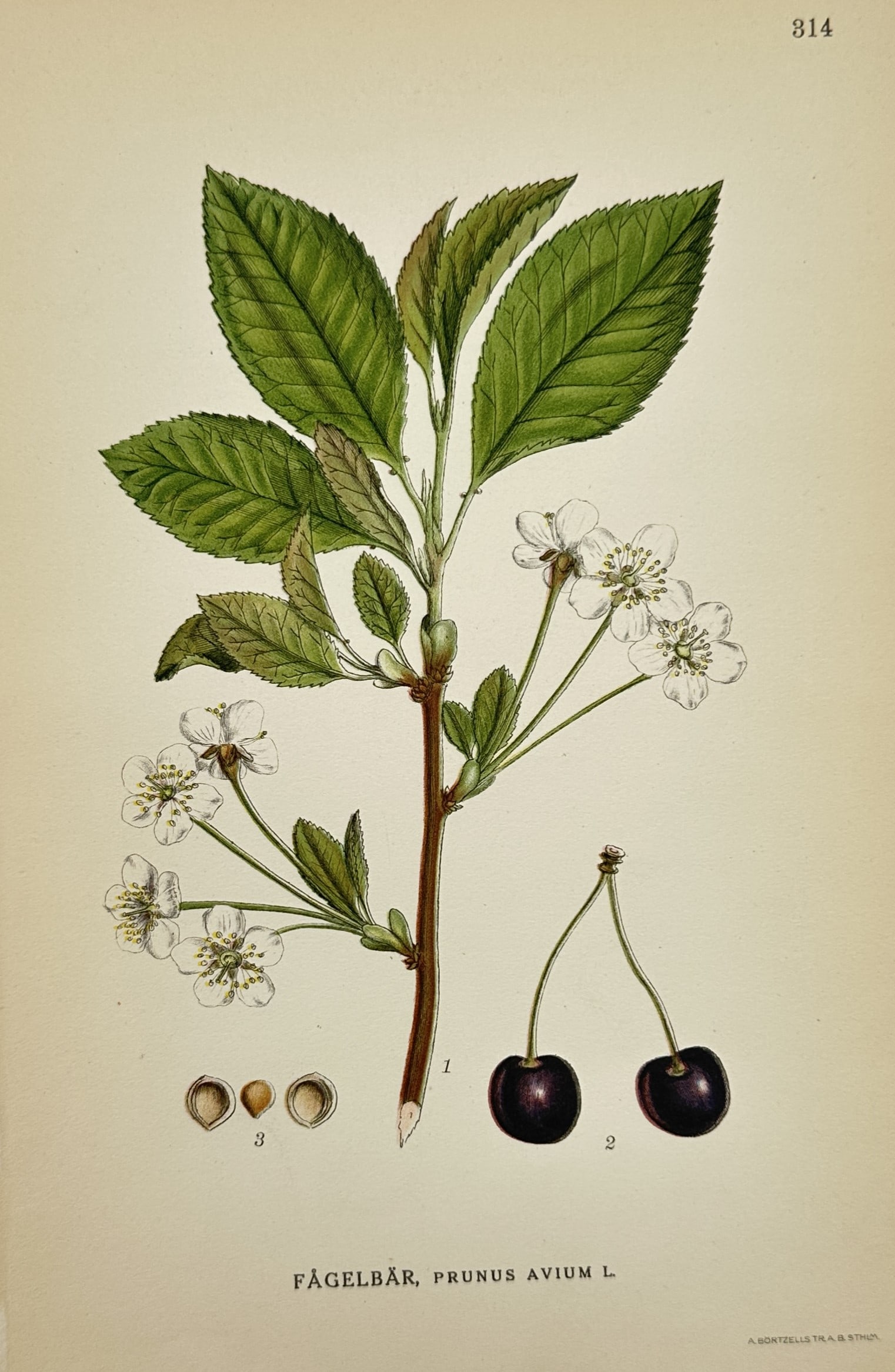 Carl Axel Magnus Lindman – Wild Cherry or Sweet Cherry – Chromolithograph (1901–1905) (1 of 2)