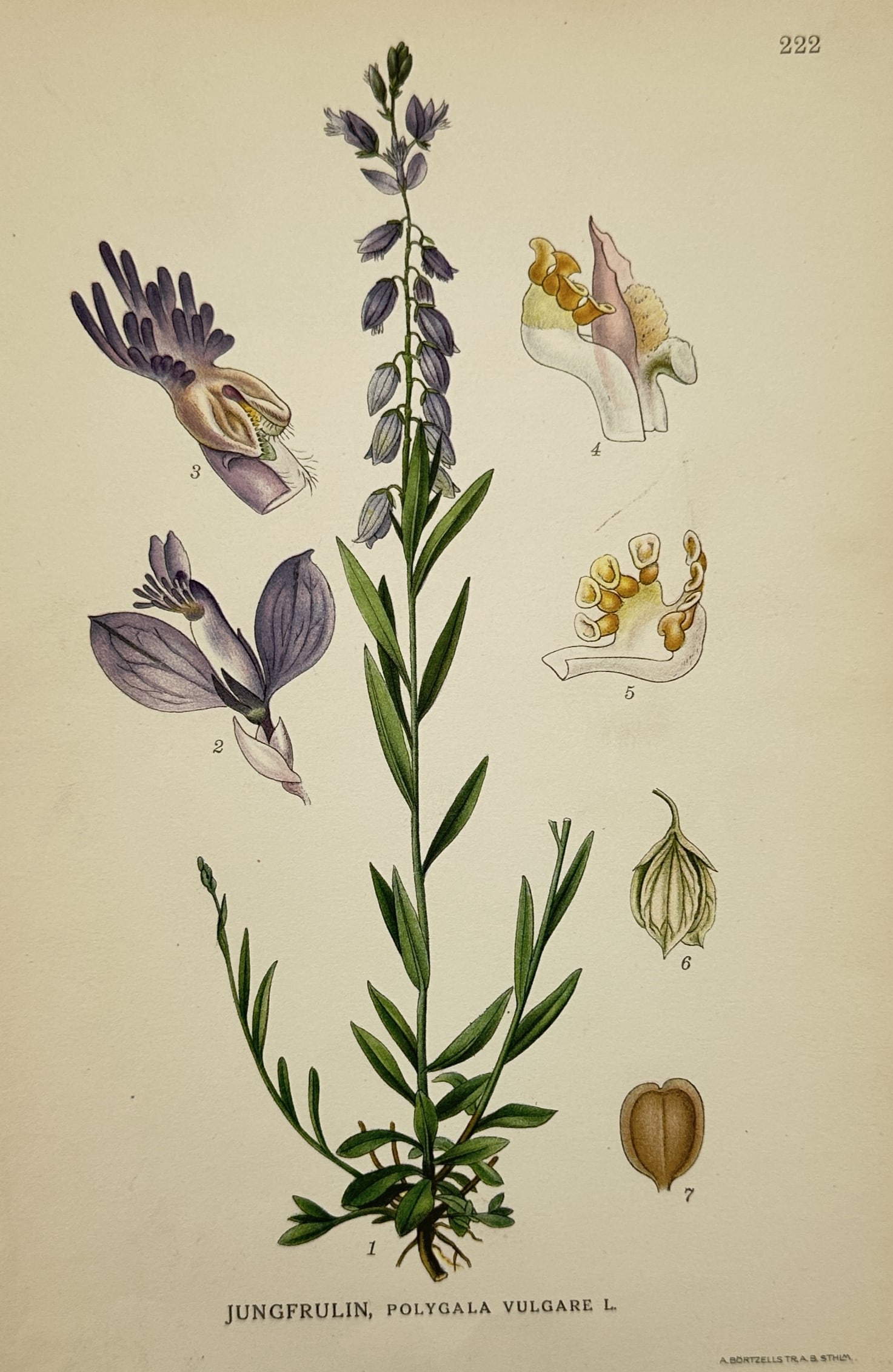 Carl Axel Magnus Lindman (1856–1928) – Common Milkwort – Chromolithograph (1901–1905) (1 of 2)