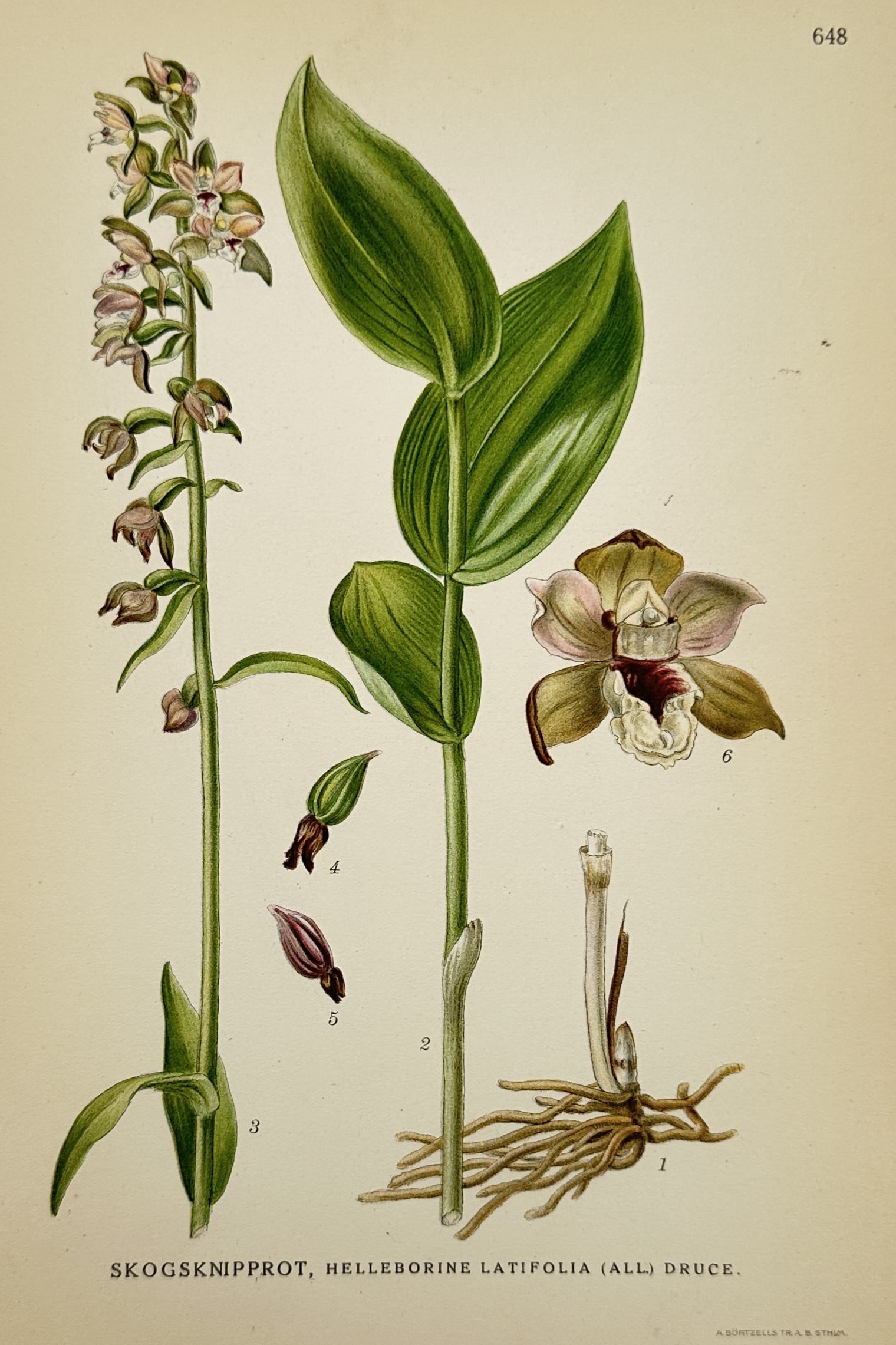 Carl Axel Magnus Lindman – Broad-leaved Helleborine – Chromolithograph (1901–1905): "Skogsknipprot, Helleborine latifolia (All.) Druce." displays a botanical study of the broad-leaved helleborine orchid, showcasing its tall flowering spike with small greenish-purple blossoms on the l