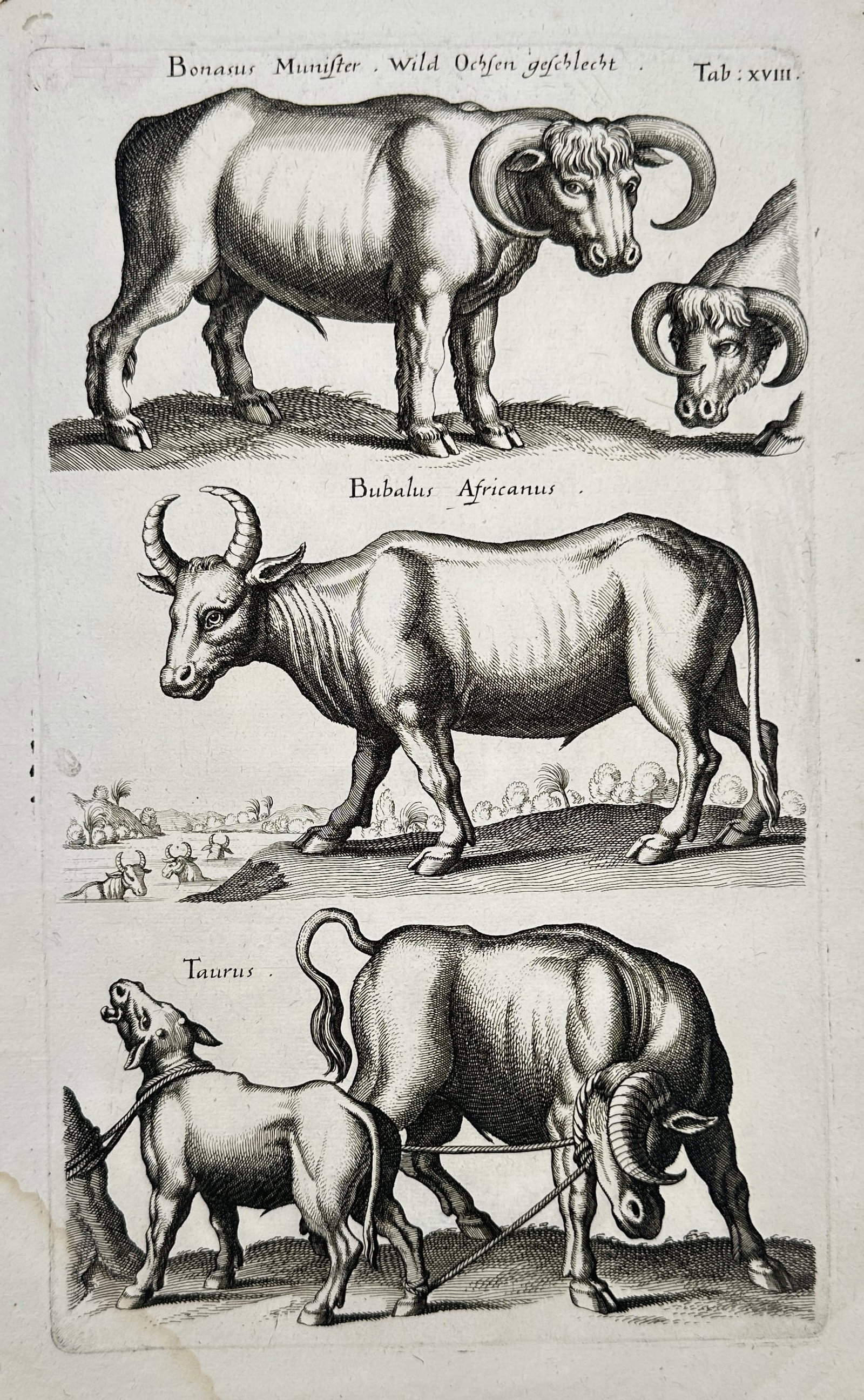 Joannes Jonstonus (1603–1675) – Wild Oxen, African Buffalo, and Bull – Engraving (1650–1653): "Bonasus Munster, Wild Ochsen geschlecht; Bubalus Africanus; Taurus" displays a zoological study of three bovine figures arranged in distinct horizontal registers, showcasing a thick-set wild ox with 