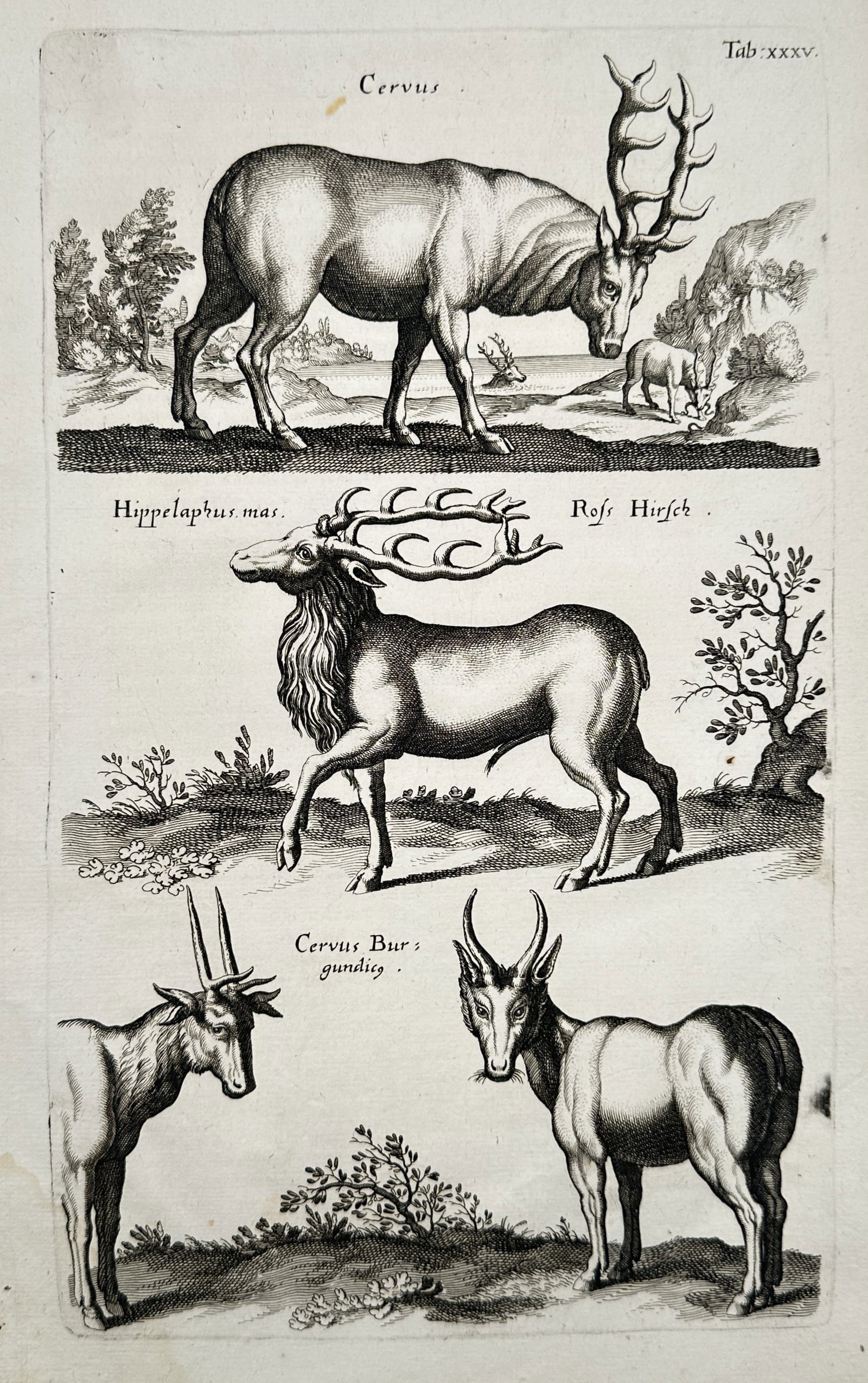 Joannes Jonstonus (1603–1675) – Stag, Roebuck, and Antelopes – Engraving (1650–1653) (1 of 2)