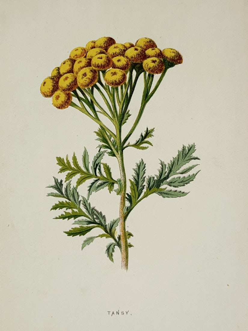 Frederick Edward Hulme (1841–1909) – Tansy – Lithograph (Hand-coloured) (1875–1900): "Tansy" displays a botanical study of the common tansy plant, showcasing its erect stem bearing deeply pinnately lobed green leaves and a terminal corymb arrangement of dense, button-like golden yello