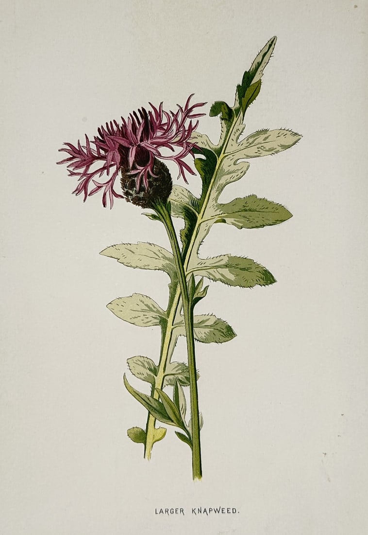 Frederick Edward Hulme (1841–1909) – Larger Knapweed – Lithograph (Hand-coloured) (1 of 2)