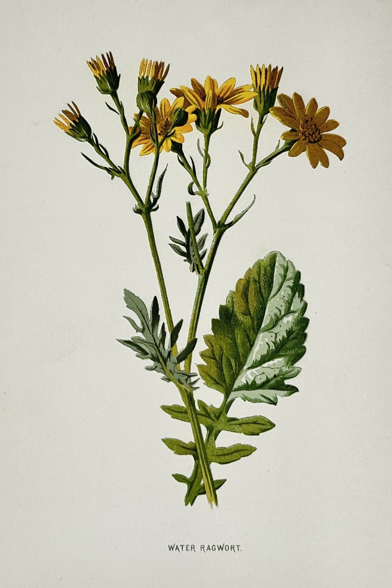 Frederick Edward Hulme (1841–1909) – Water Ragwort – Lithograph (Hand-coloured) (1875–1900) (1 of 2)