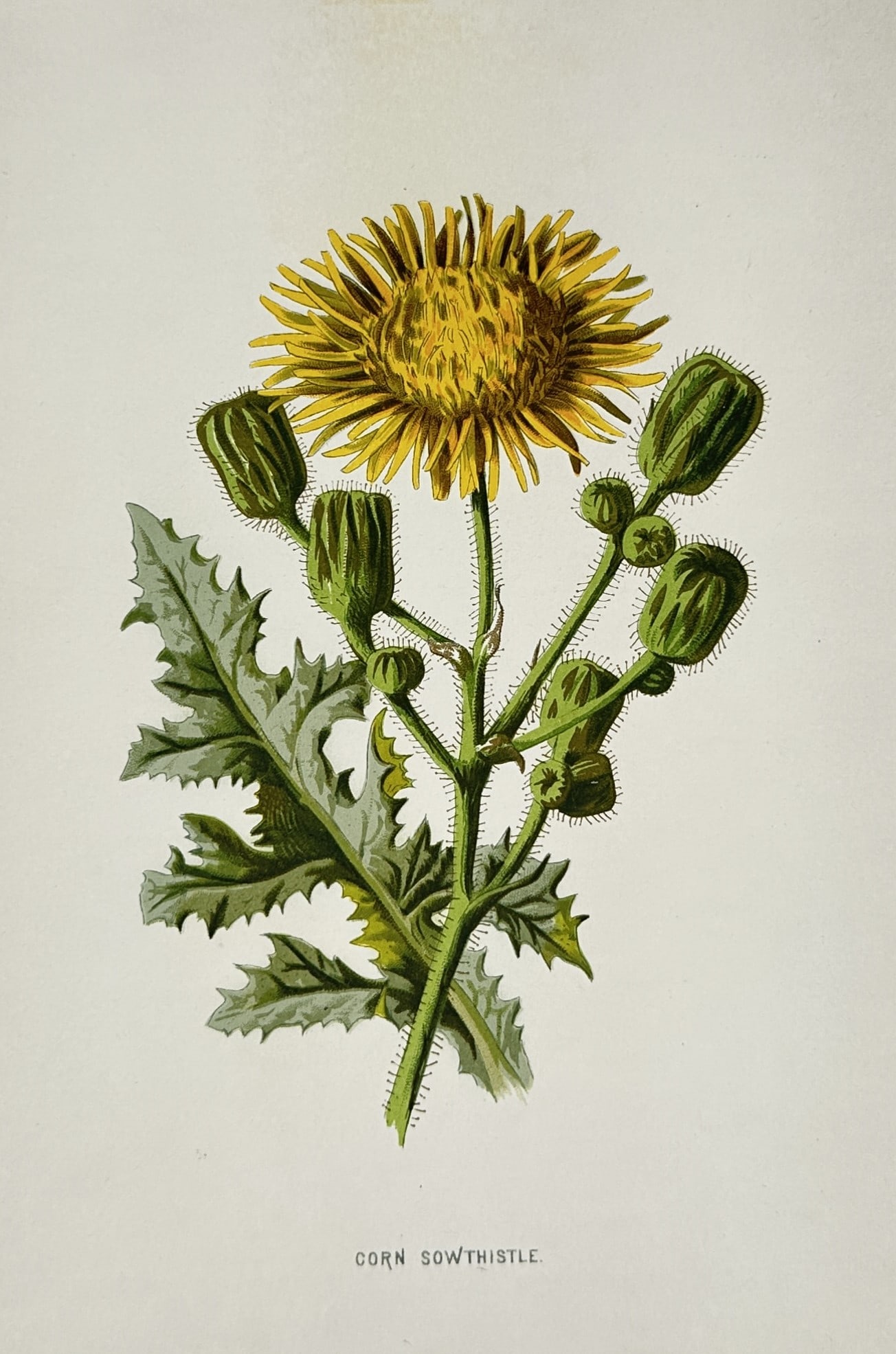 Frederick Edward Hulme (1841–1909) – Corn Sowthistle – Lithograph (Hand-coloured): "Corn Sowthistle" displays a botanical study of the corn sowthistle plant, showcasing its prickly, deeply lobed green leaves clasping a branching stem that bears a large, vibrant yellow dandelion-like