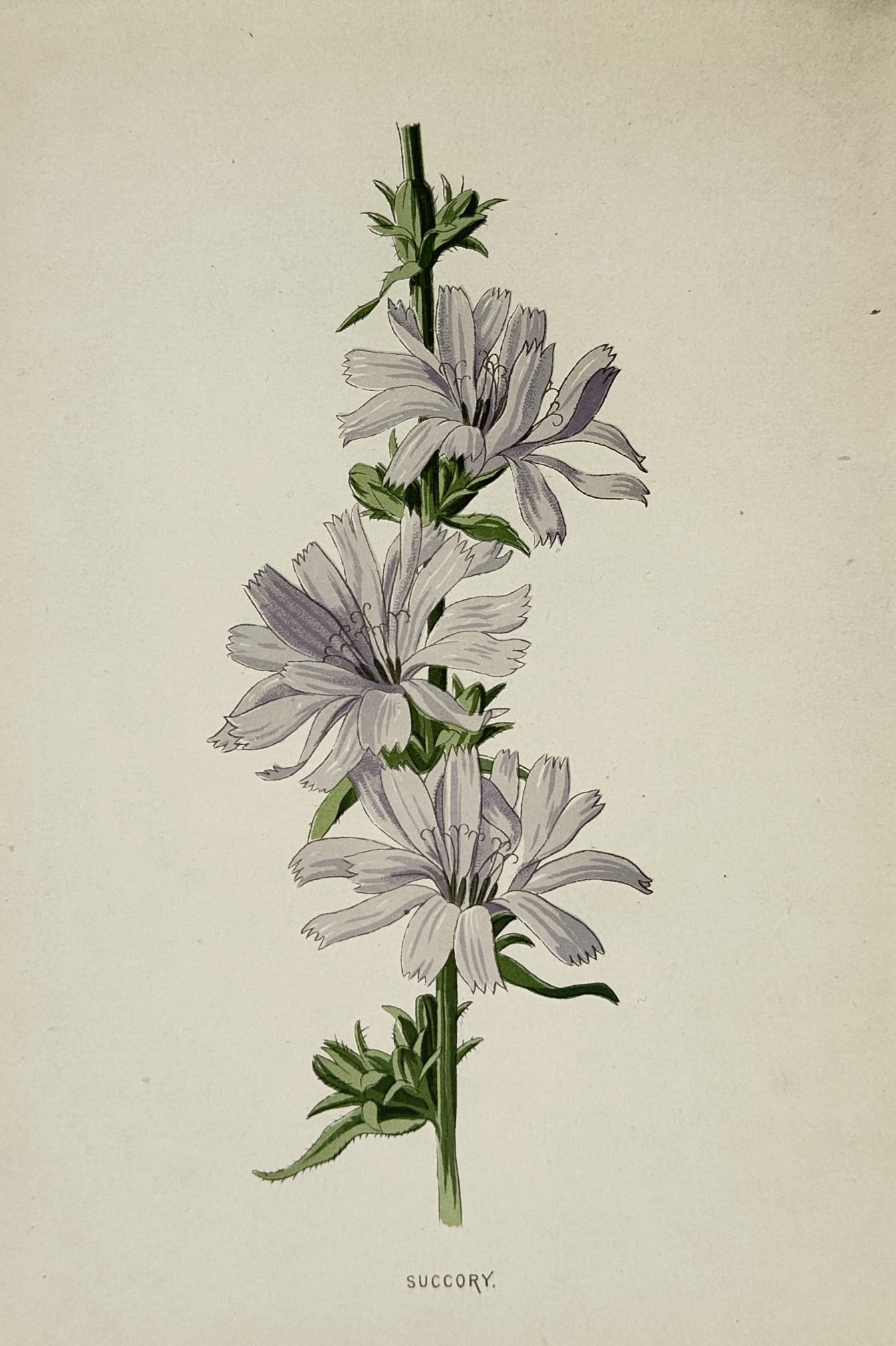 Frederick Edward Hulme (1841–1909) – Succory or Chicory – Lithograph (Hand-coloured) (1 of 2)