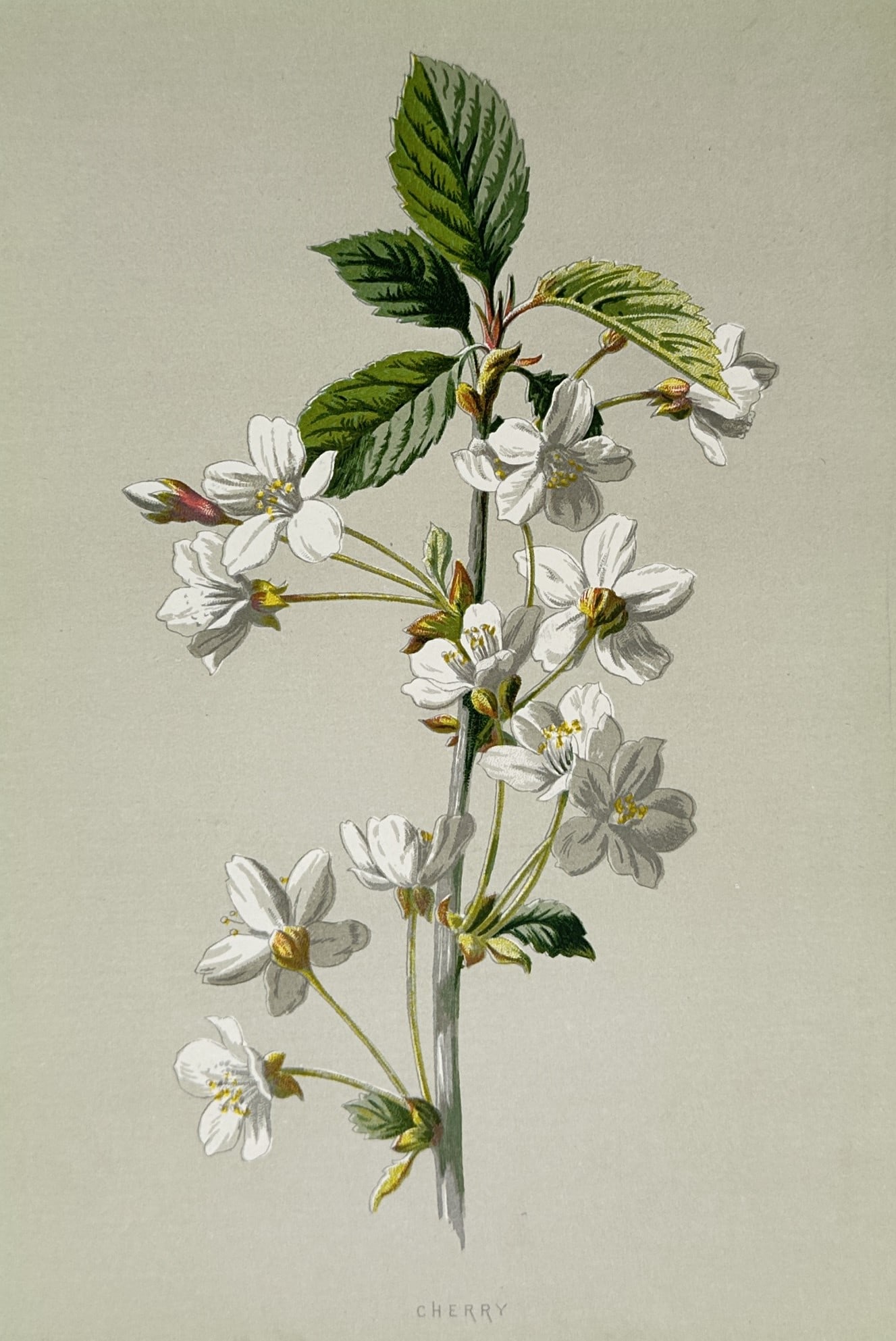 Frederick Edward Hulme (1841–1909) – Cherry Blossom – Lithograph (Hand-coloured) (1875–1900): "Cherry" displays a botanical study of wild cherry blossoms, showcasing a central upright greyish stem covered in prolific clusters of delicate white five-petaled flowers with prominent yellow stamens
