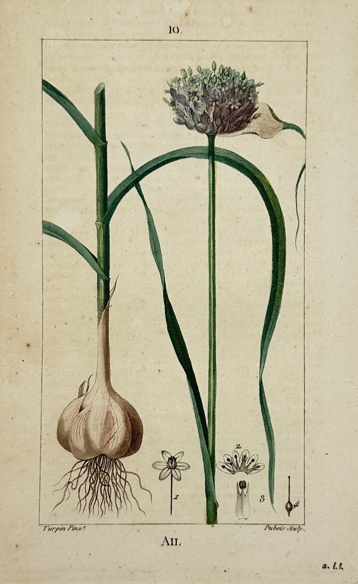 Pierre Jean François Turpin – Leptochloa or Allium Study – Hand-coloured Engraving (1815) (1 of 2)