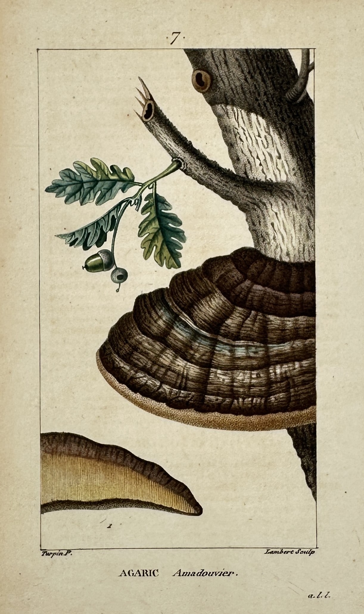 Pierre Jean François Turpin (1775–1840) – Tinder Fungus (Agaric Amadouvier) (1 of 2)