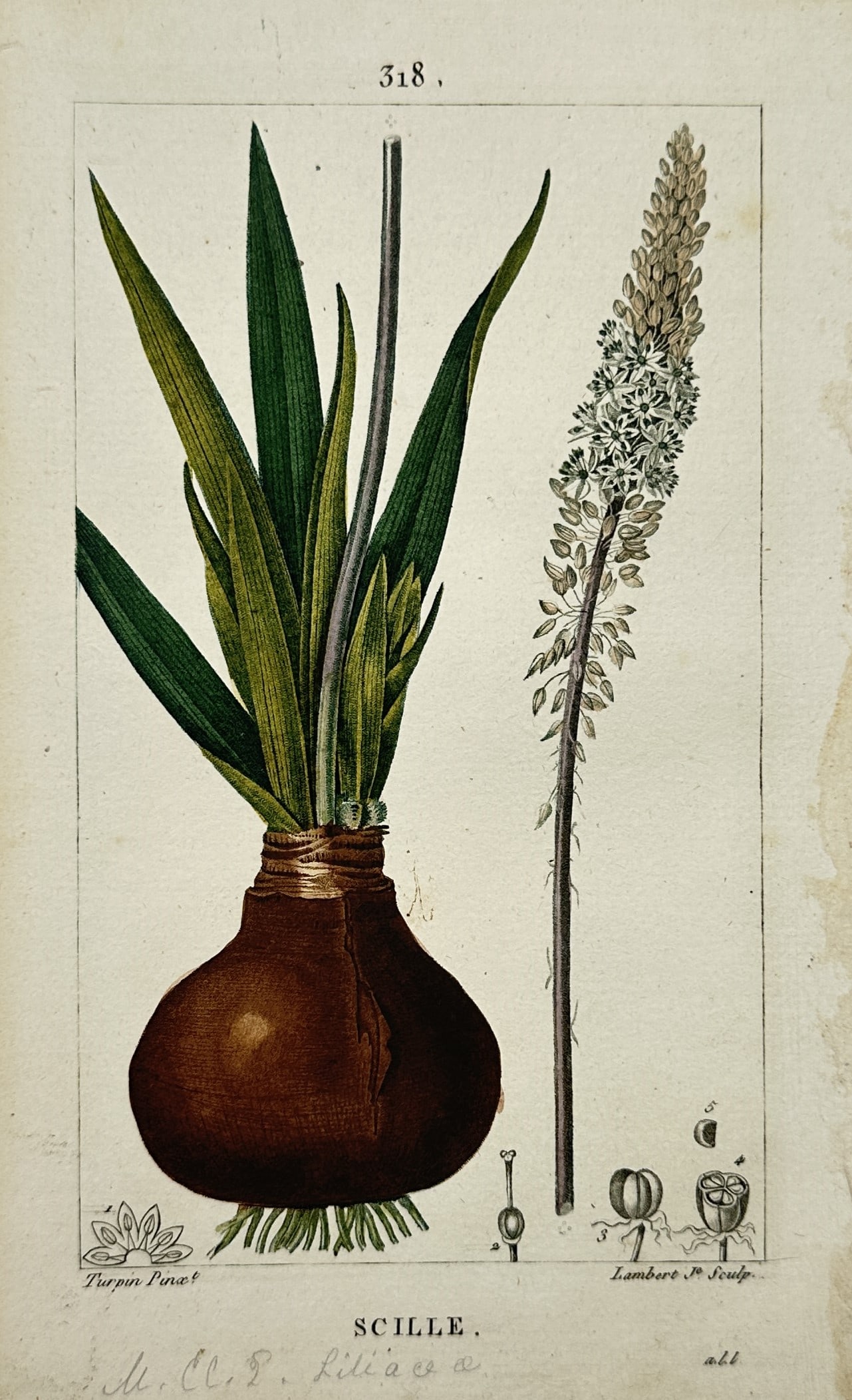 Pierre Jean François Turpin (1775–1840) – Squill (Scille) – Hand-coloured Engraving (1815) (1 of 2)