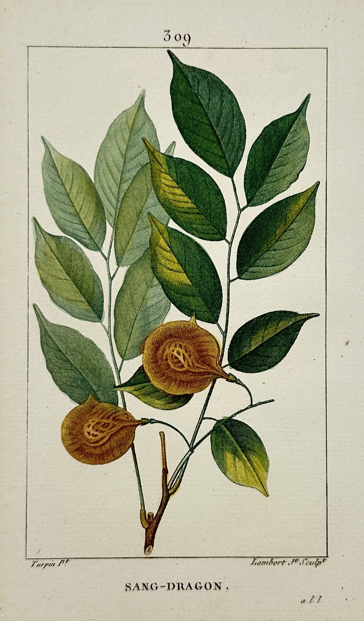 Pierre Jean François Turpin – Dragon's Blood Tree (Sang-Dragon) – Hand-coloured Engraving (1 of 2)