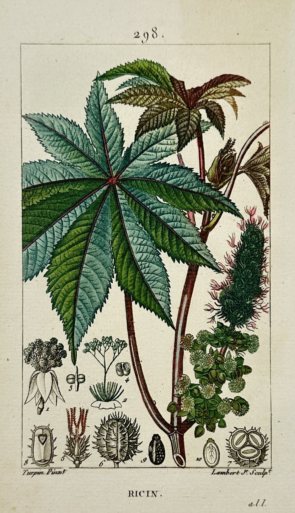 Pierre Jean François Turpin – Castor Oil Plant (Ricin) – Hand-coloured Engraving (1815) (1 of 2)