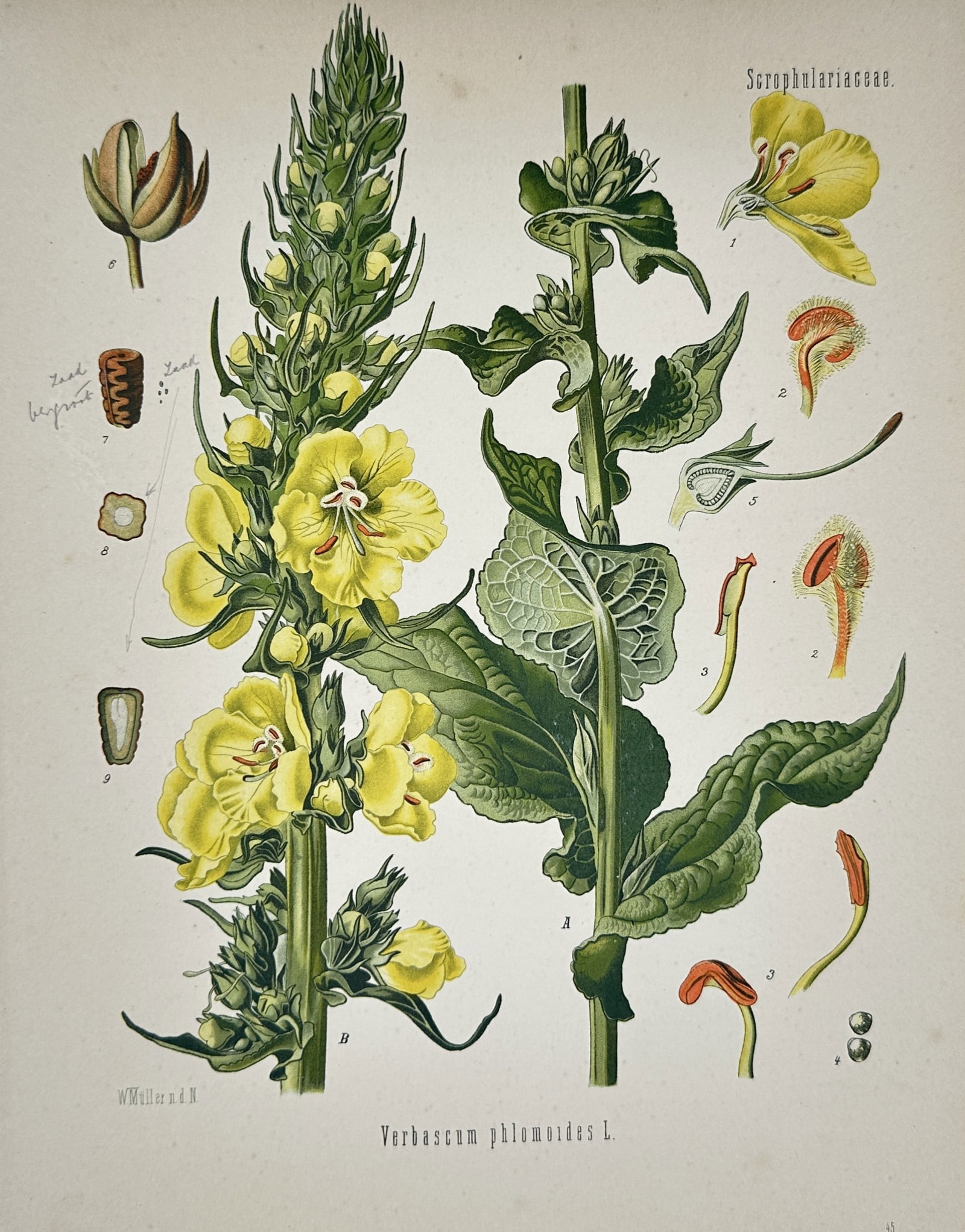 Hermann Kohler (1834–1912) – Orange Mullein (Verbascum phlomoides) – Chromolithograph (1887) (1 of 2)