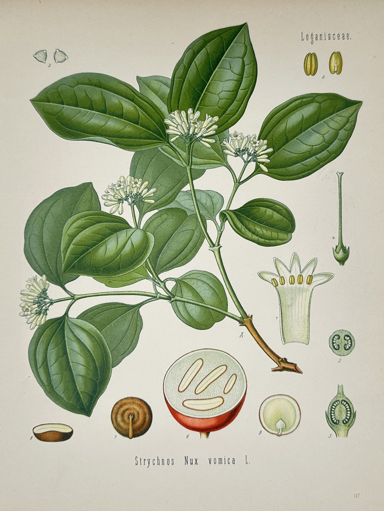 Hermann Kohler (1834–1912) – Strychnine Tree (Strychnos nux-vomica) – Chromolithograph (1887) (1 of 2)
