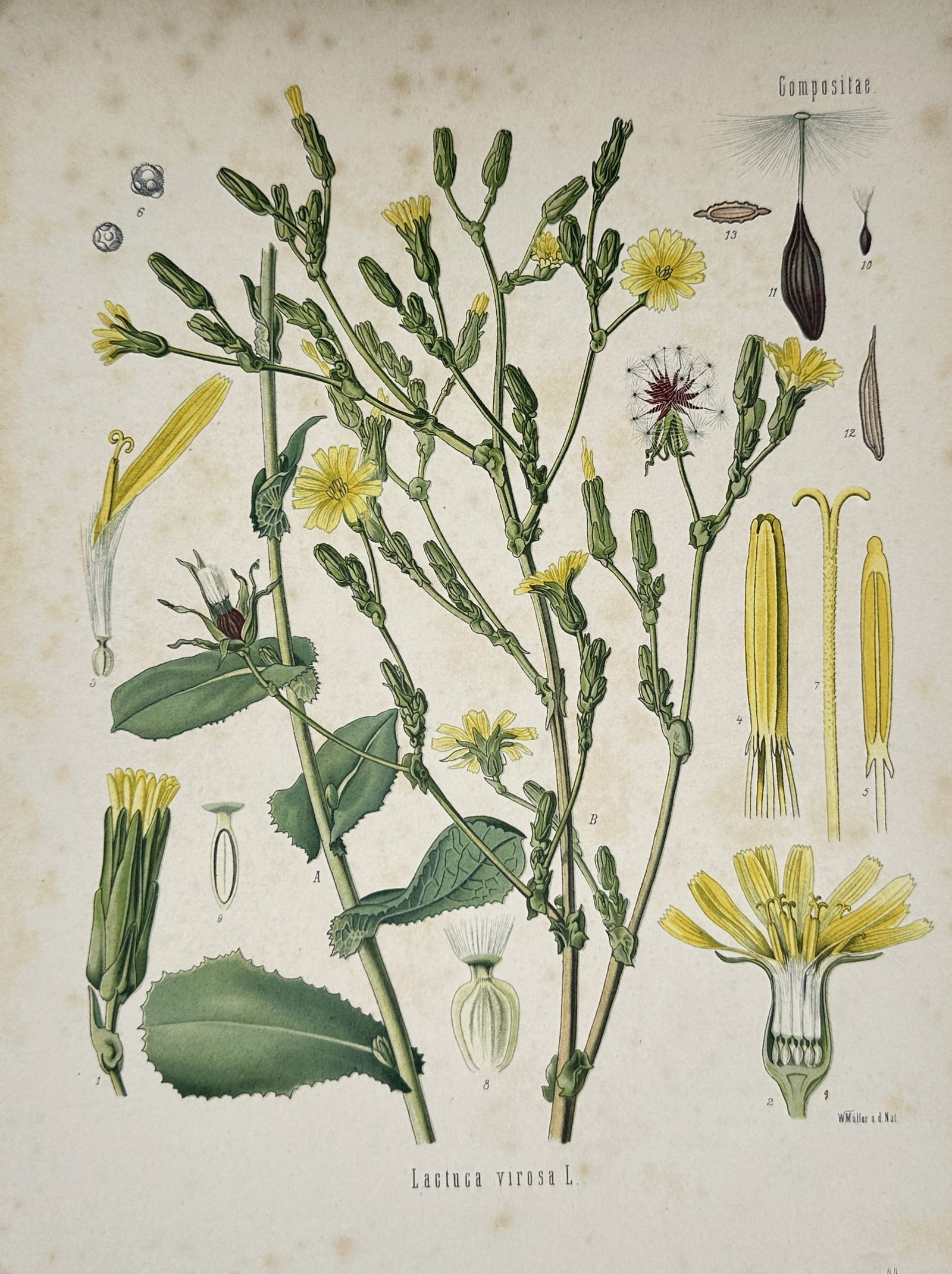 Hermann Kohler (1834–1912) – Wild Lettuce (Lactuca virosa) – Chromolithograph (1887) (1 of 2)