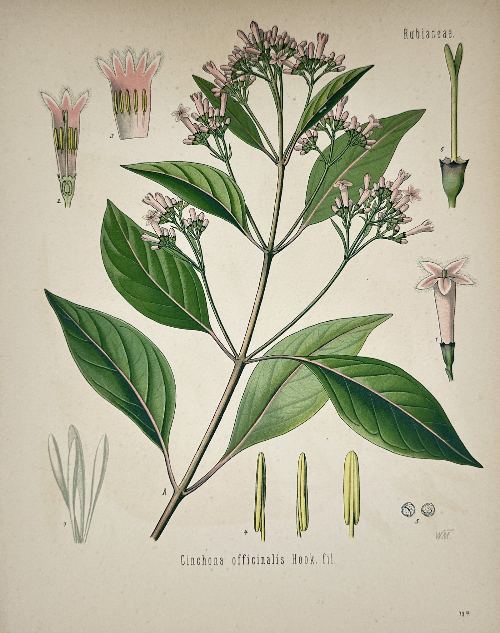 Hermann Kohler (1834–1912) – Quinine Tree (Cinchona officinalis) – Chromolithograph (1887) (1 of 2)