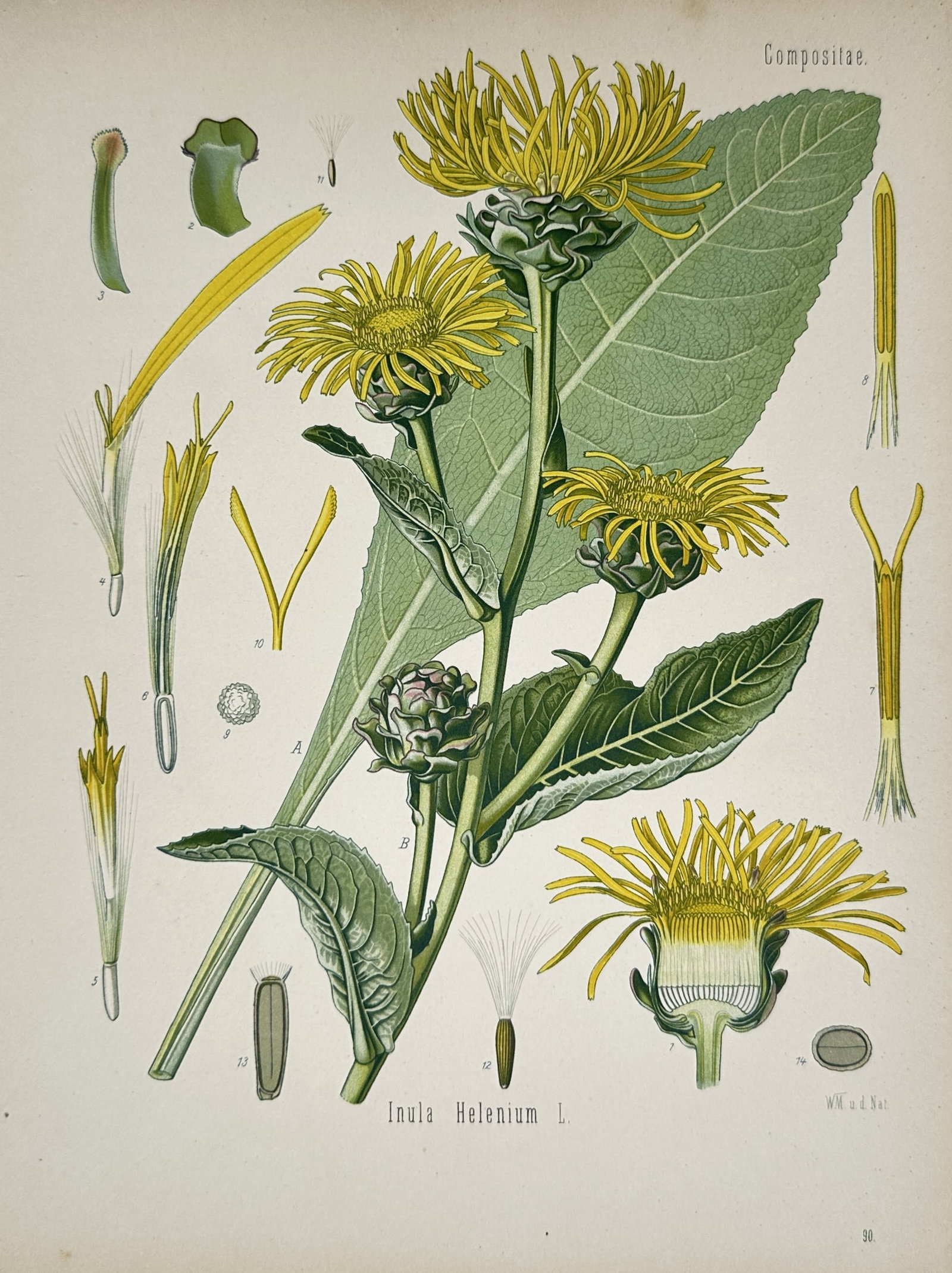 Hermann Kohler (1834–1912) – Elecampane (Inula Helenium) – Chromolithograph (1887) (1 of 2)