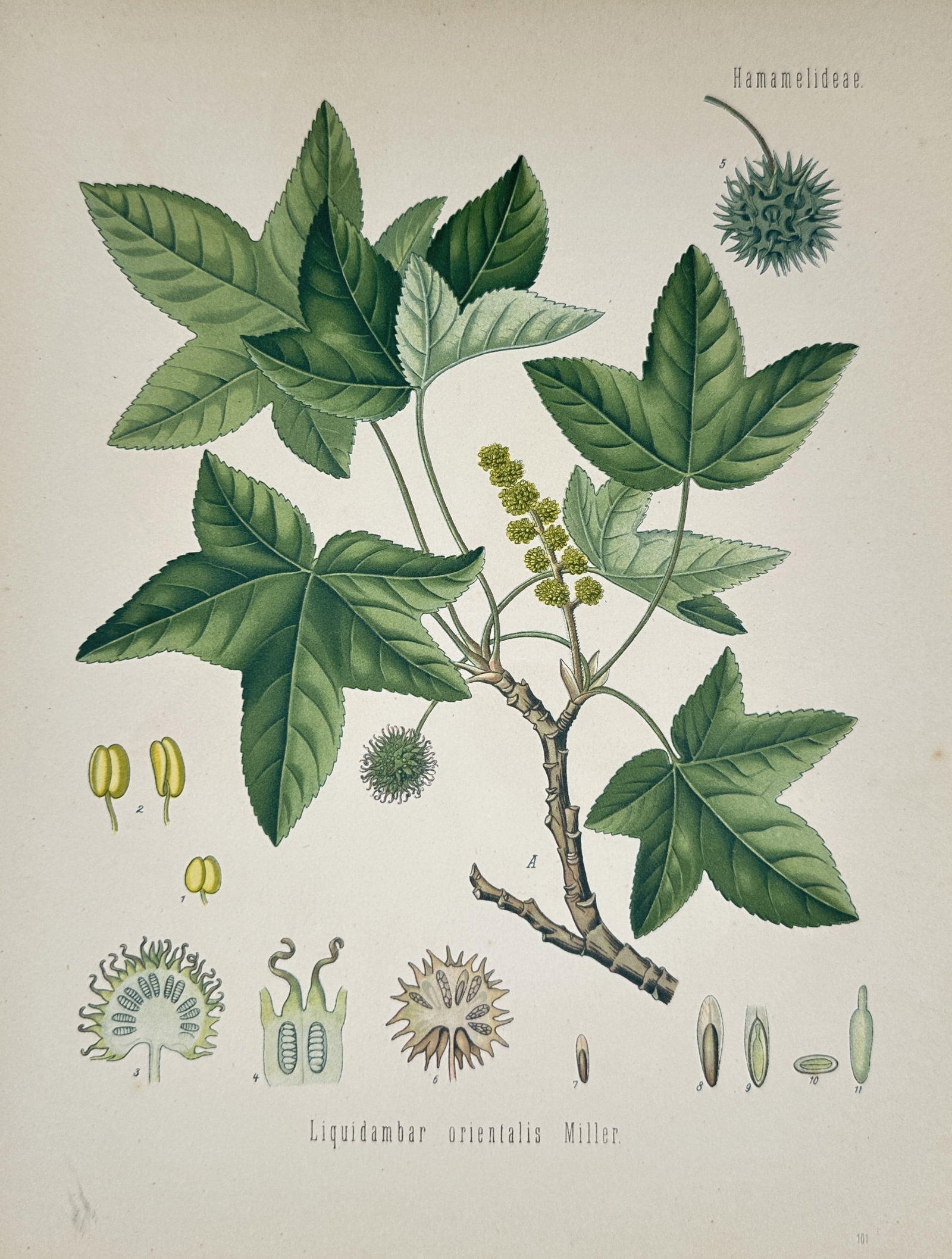 Hermann Kohler (1834–1912) – Oriental Sweetgum (Liquidambar orientalis) – Chromolithograph: "Liquidambar orientalis Miller" displays a detailed botanical study of the oriental sweetgum tree, showcasing a prominent woody branching stem bearing palmately lobed green leaves with serrated margin