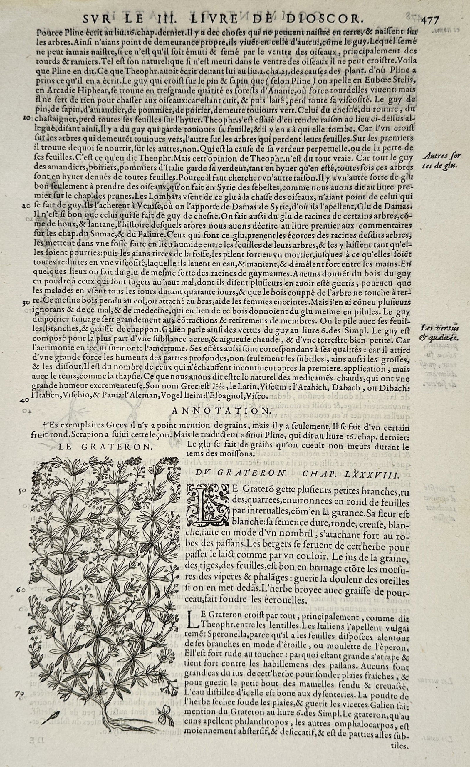 Pietro Andrea Mattioli (1501–1578) – Cleavers (Du Grateron) – Woodcut (1572) (1 of 2)