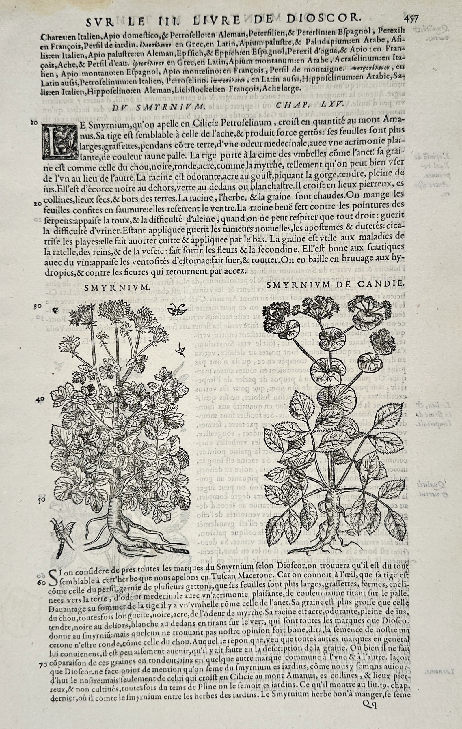 Pietro Andrea Mattioli – Alexanders and Cretan Smyrnium – Woodcut (1572): Displays two separate botanical woodcut illustrations arranged horizontally side-by-side in the lower half of a page of French text layout, with the left register showcasing a detailed rendering of an