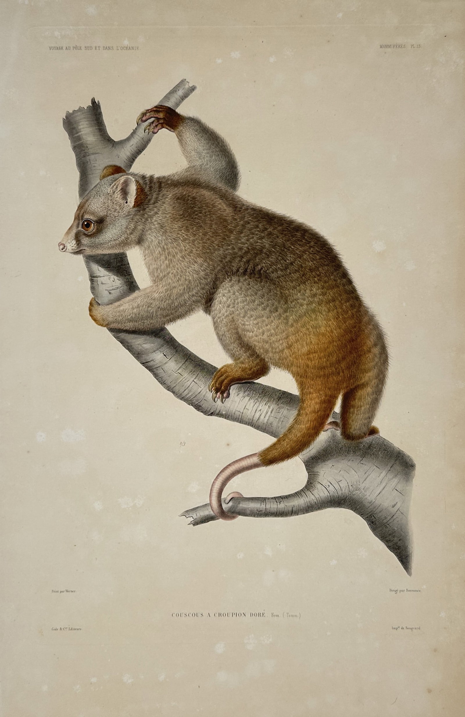 Casimir Gide – Moluccan Cuscus (Couscous à Croupion Doré) – Hand-coloured Lithograph (1846): Displays a mid-nineteenth-century natural history lithograph capturing a female Moluccan cuscus (or golden-rumped cuscus) climbing along a bare, smooth-barked tree branch, showcased in profile to emph