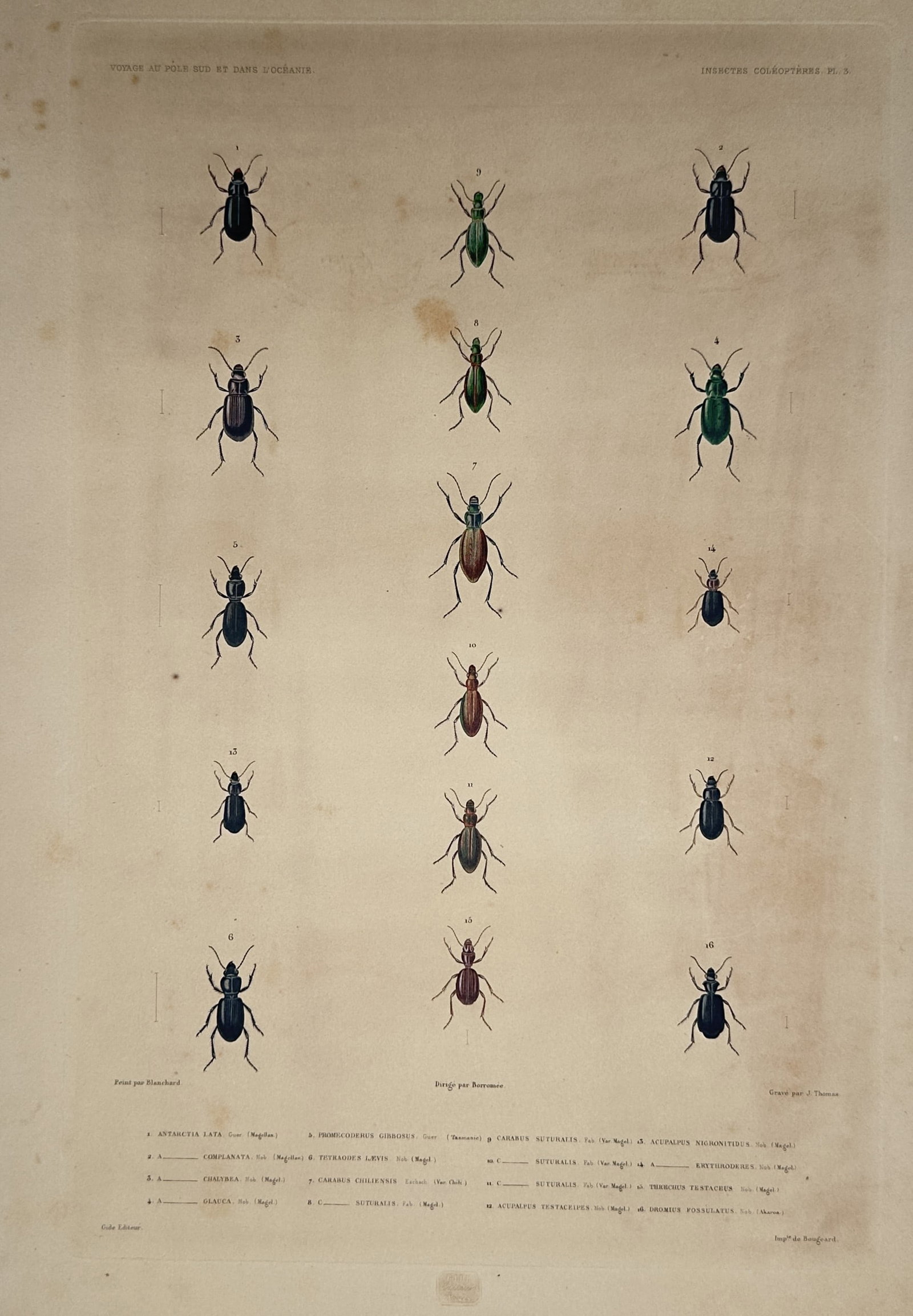 Casimir Gide – Coleopteran Insects / Beetles – Hand-coloured Lithograph (1846) (1 of 2)