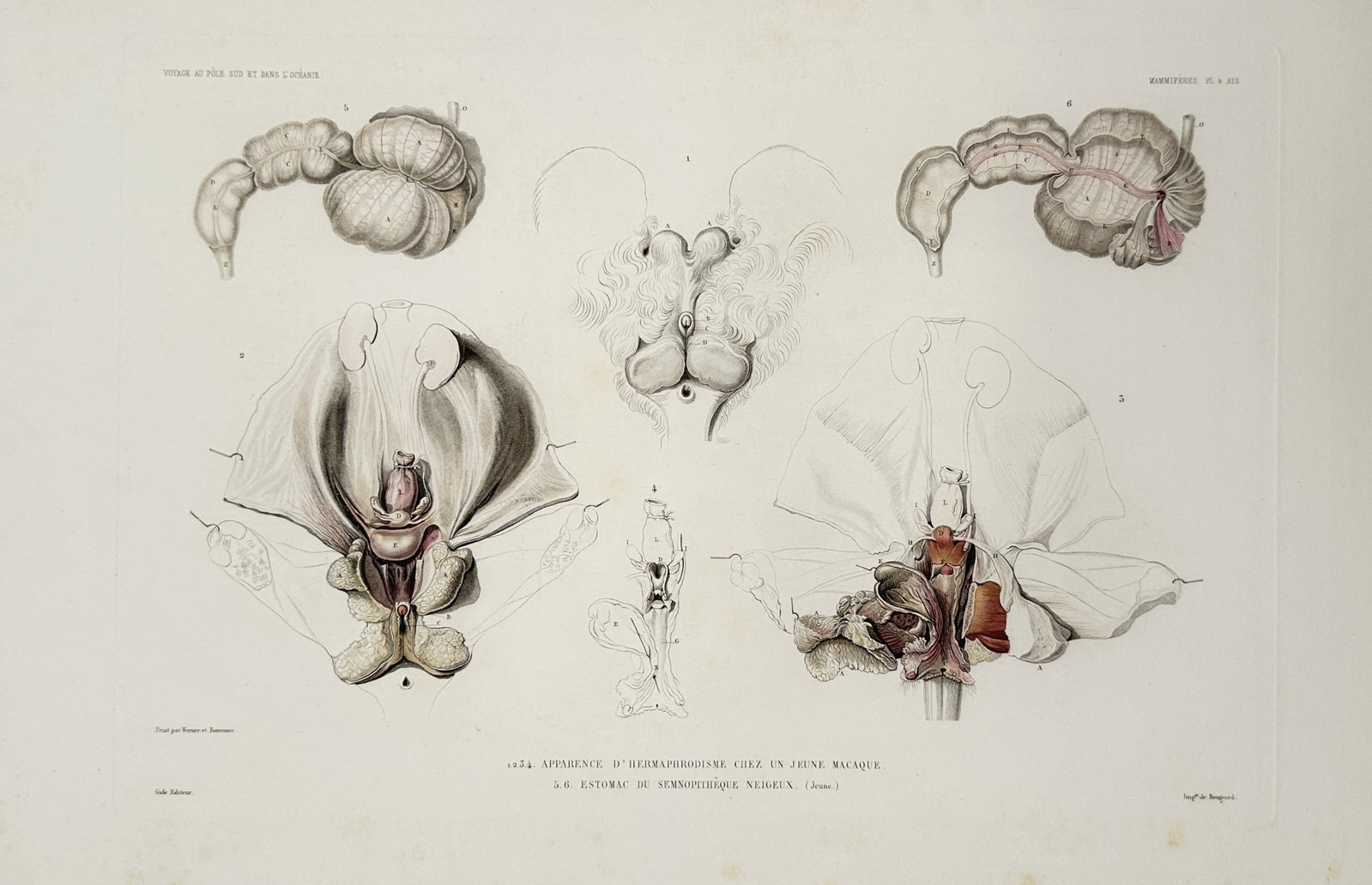 Casimir Gide – Anatomical Studies of a Macaque and Semnopithecus – Hand-coloured Lithograph: The upper and central composition illustrates complex anatomical dissections focusing on urogenital structures observed in a young macaque displaying intersex traits, featuring fine ink work and subtl