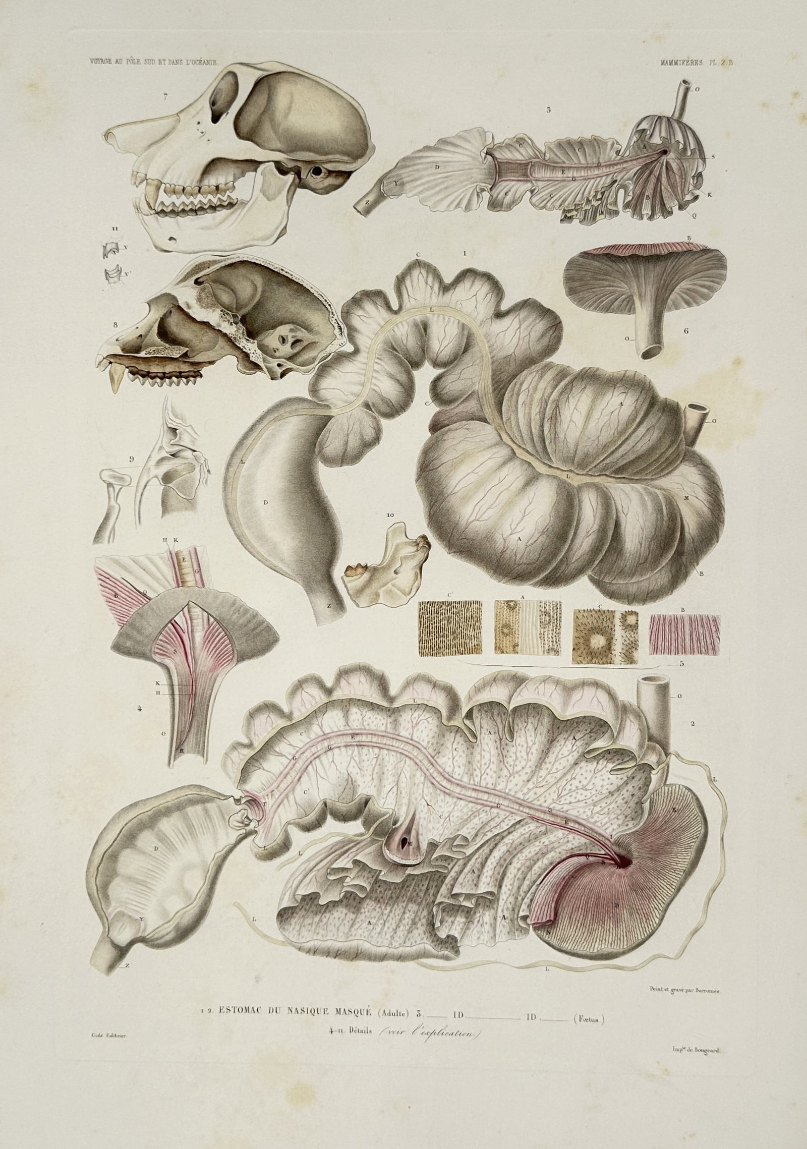 Casimir Gide – Anatomical Studies of the Proboscis Monkey – Hand-coloured Lithograph (1846): Voyage au Pole Sud et dans l'Oceanie displays a mid-nineteenth-century comparative anatomy lithograph presenting various detailed physiological figures of the proboscis monkey, showcasing an osteologi