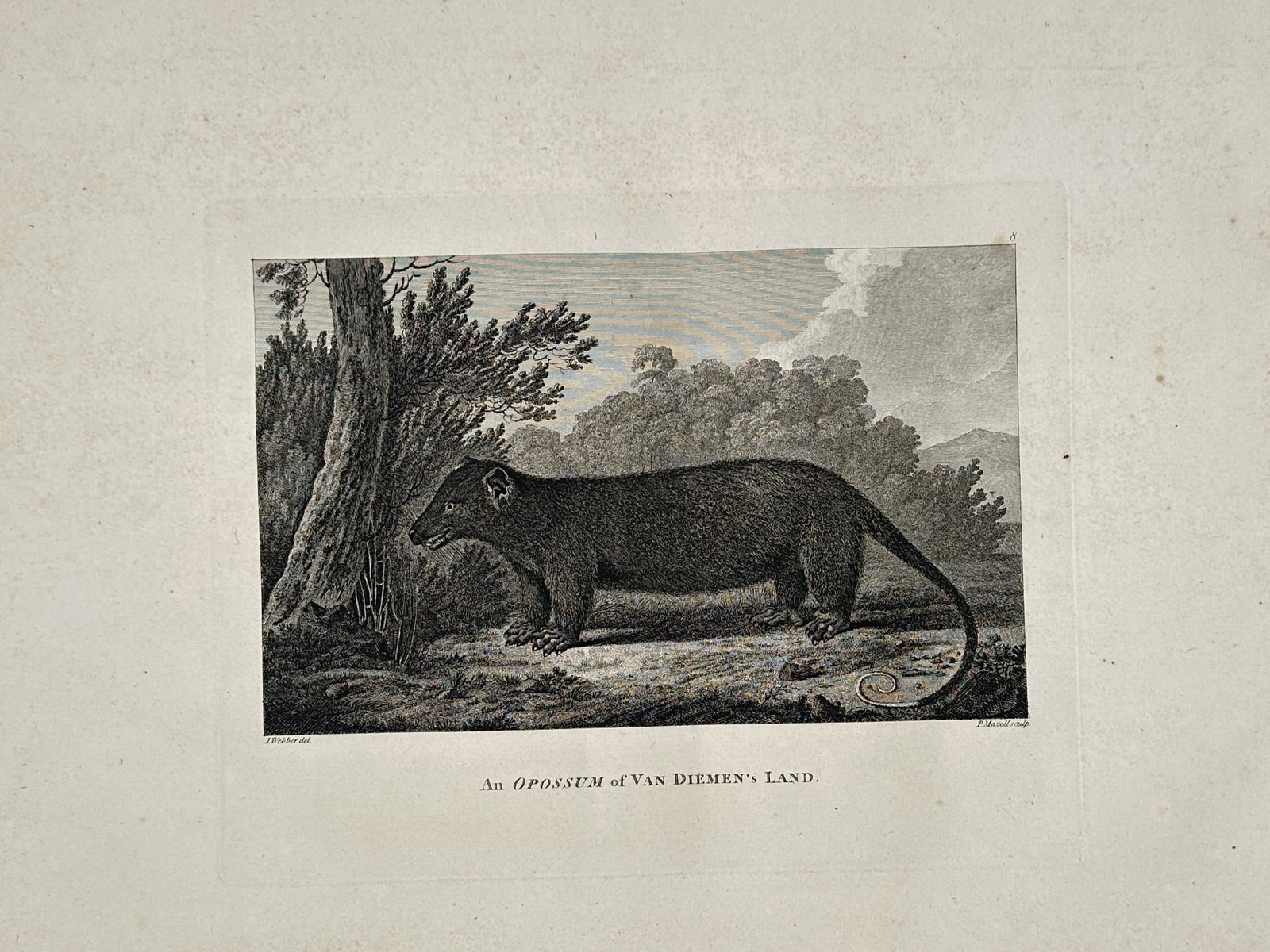 John Webber (1751-1793) – An Opossum of Van Diemen's Land – Hand-coloured engraving (1784): "An Opossum of Van Diemen's Land" depicts a marsupial positioned profile-left within a clearing, flanked by natural foliage and a tree trunk. The work provides a detailed early European zoological rep