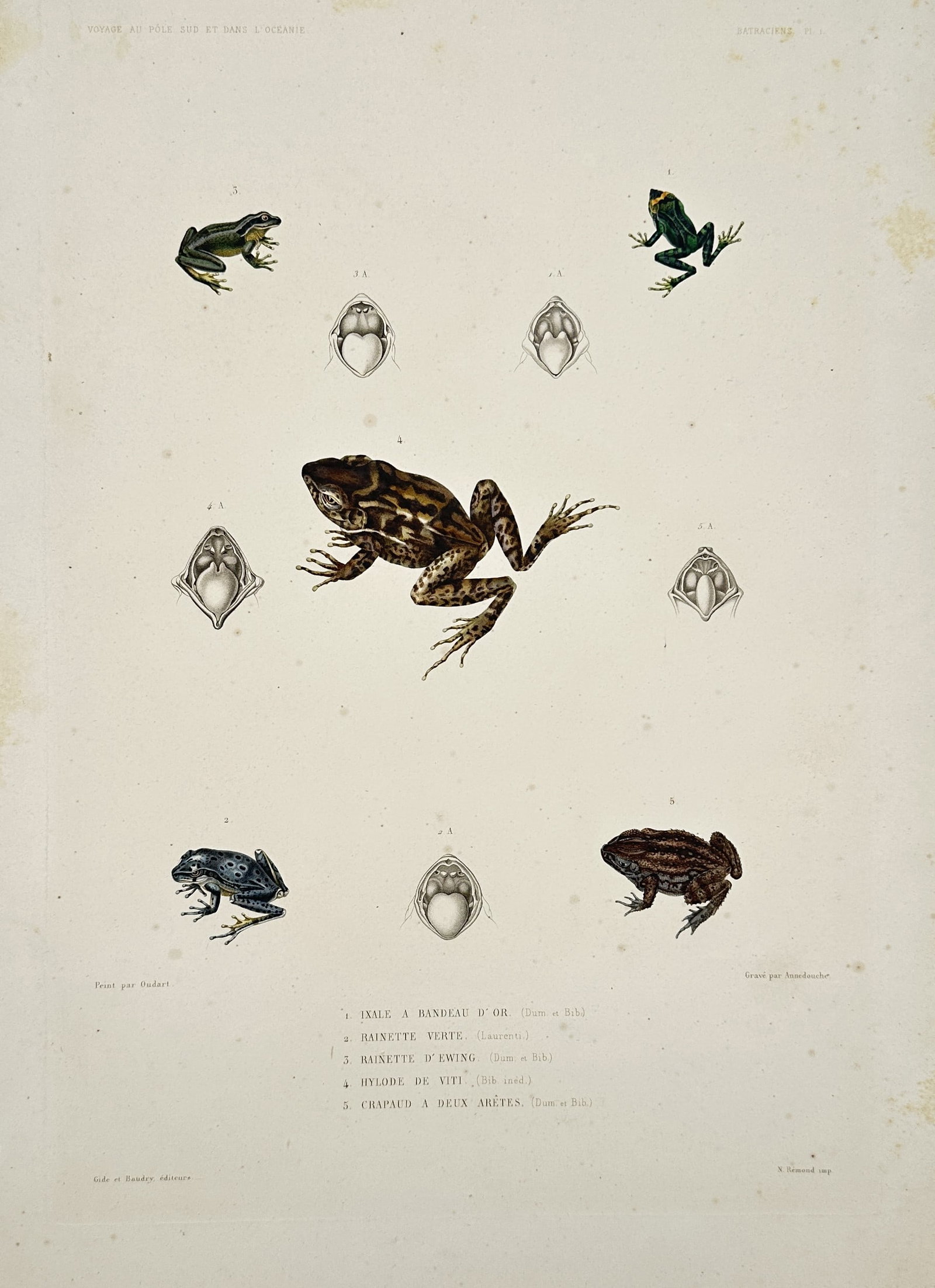 Casimir Gide (1804–1868) – Amphibians – Hand-coloured engraving (1842) (1 of 2)