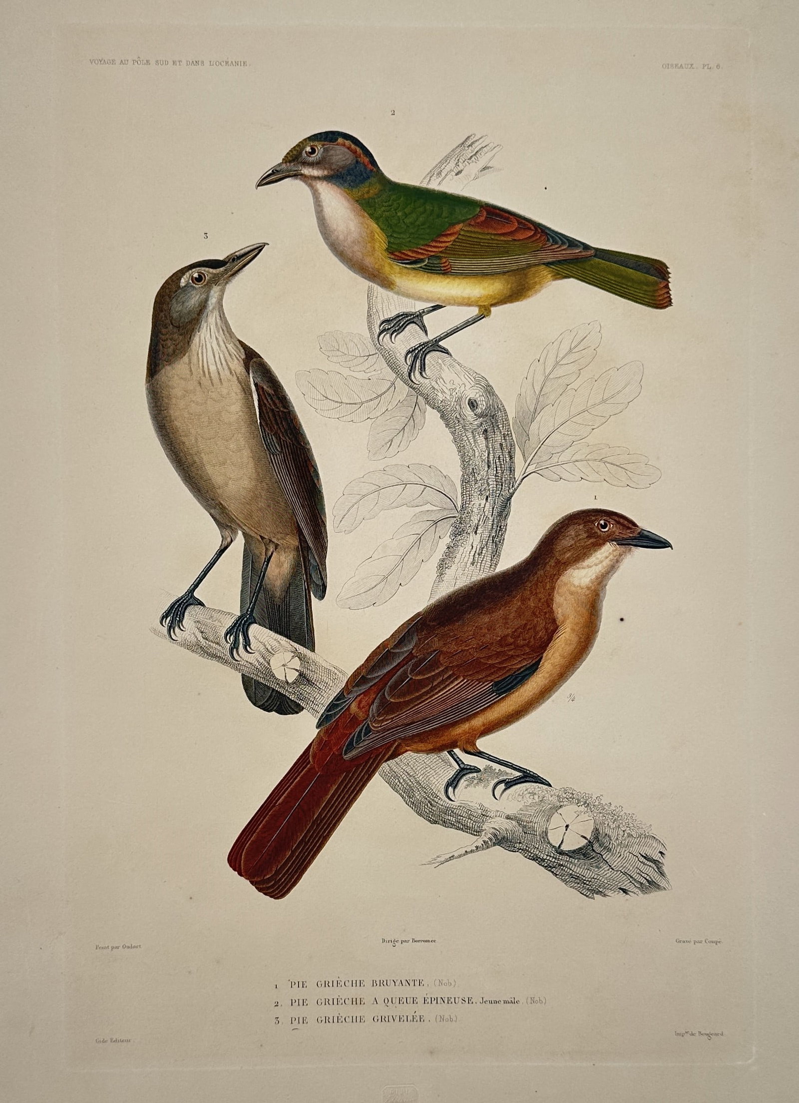 Casimir Gide (1804–1868) – Birds – Hand-coloured engraving (1842) (1 of 2)