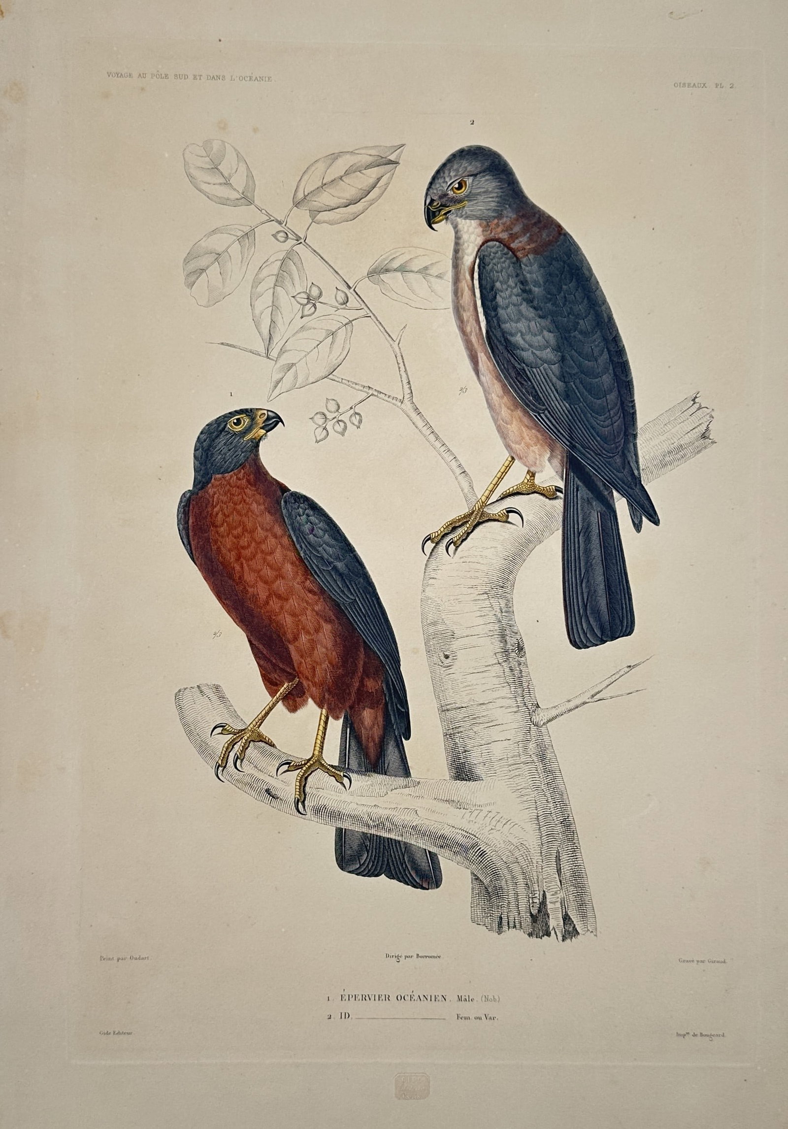 Casimir Gide (1804–1868) – Birds of Prey – Hand-coloured engraving (1842): "Oiseaux" features a detailed ornithological study depicting two birds of prey perched on a tree branch against a background of foliage, rendered with fine hand-colouring to show their distinctive fea