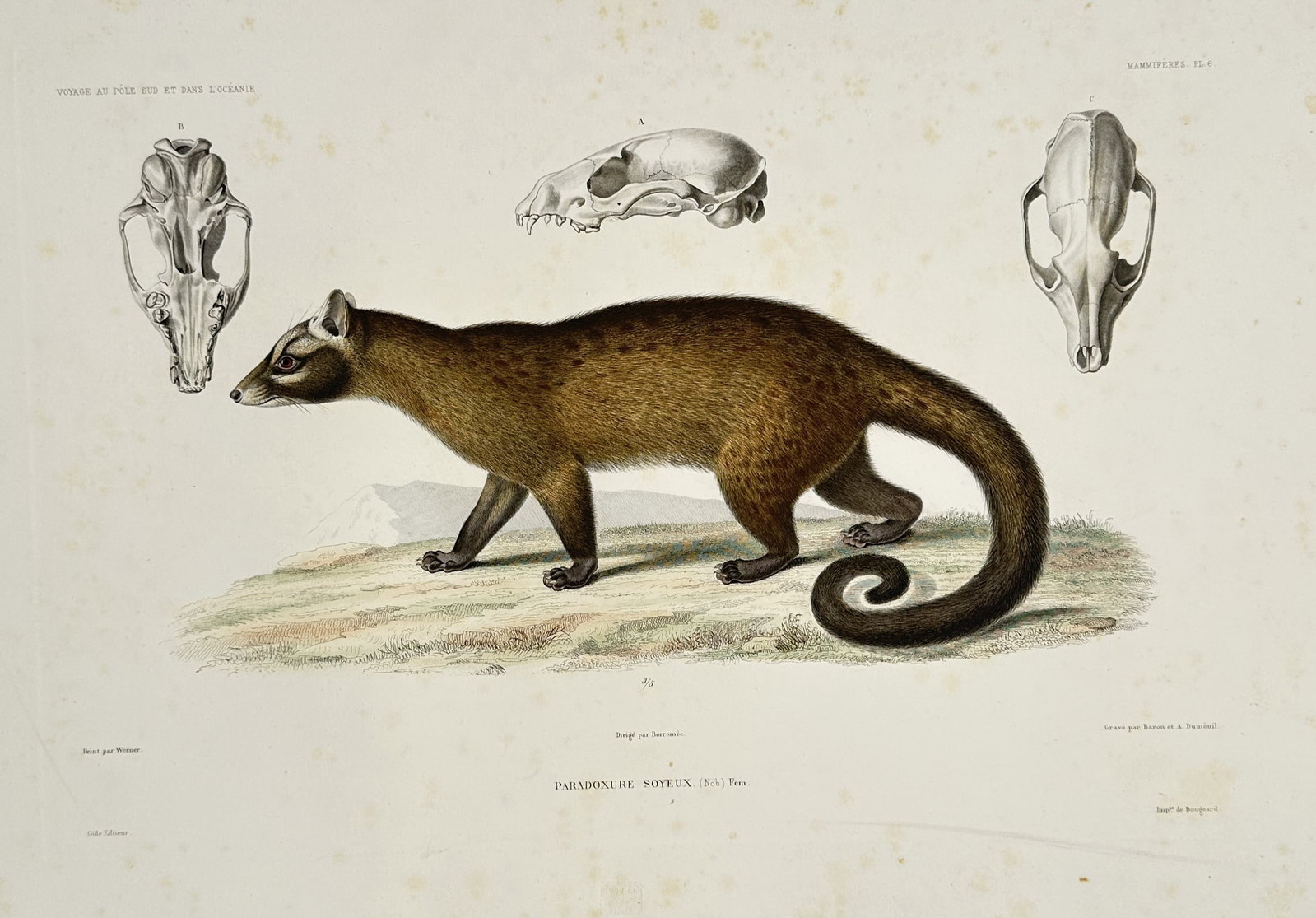 Casimir Gide (1804–1868) – Mammals – Hand-coloured engraving (1842) (1 of 2)