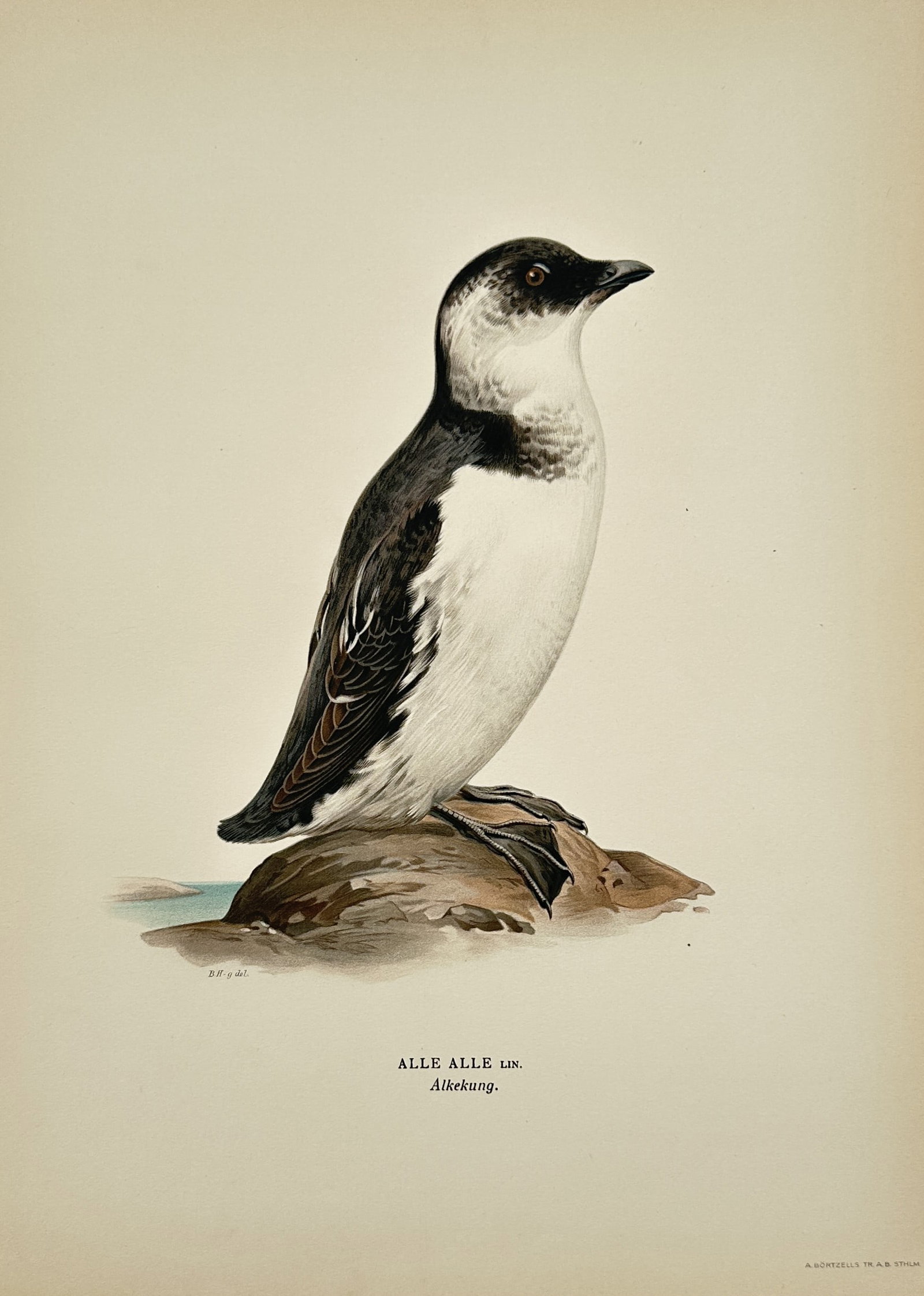 Magnus von Wright (1805–1867) – Little Auk (Alkekung) – Colour lithograph (1924–1929) (1 of 2)