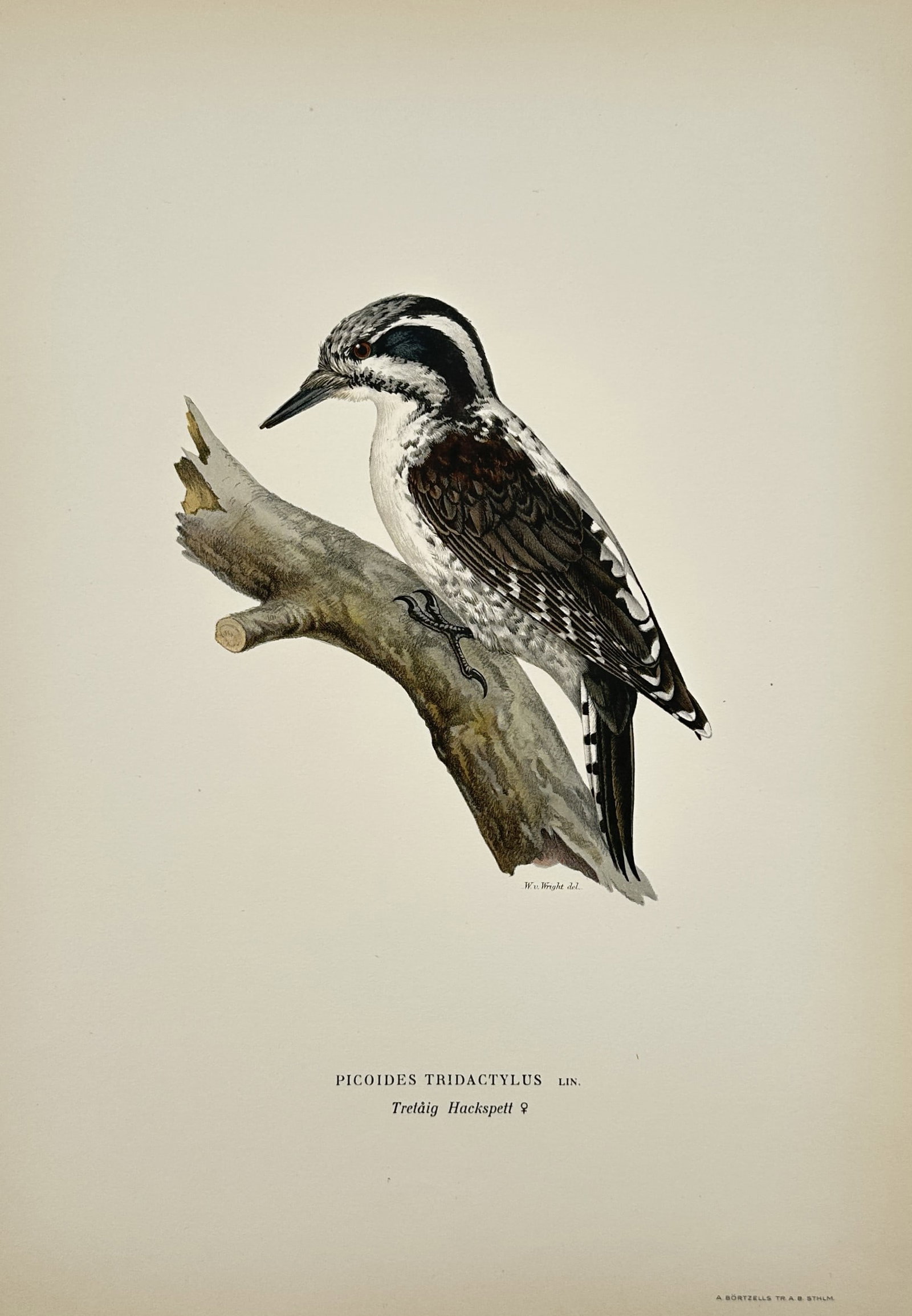 Wilhelm von Wright – Eurasian Three-toed Woodpecker (Tretåig Hackspett) – Colour lithograph (1 of 2)