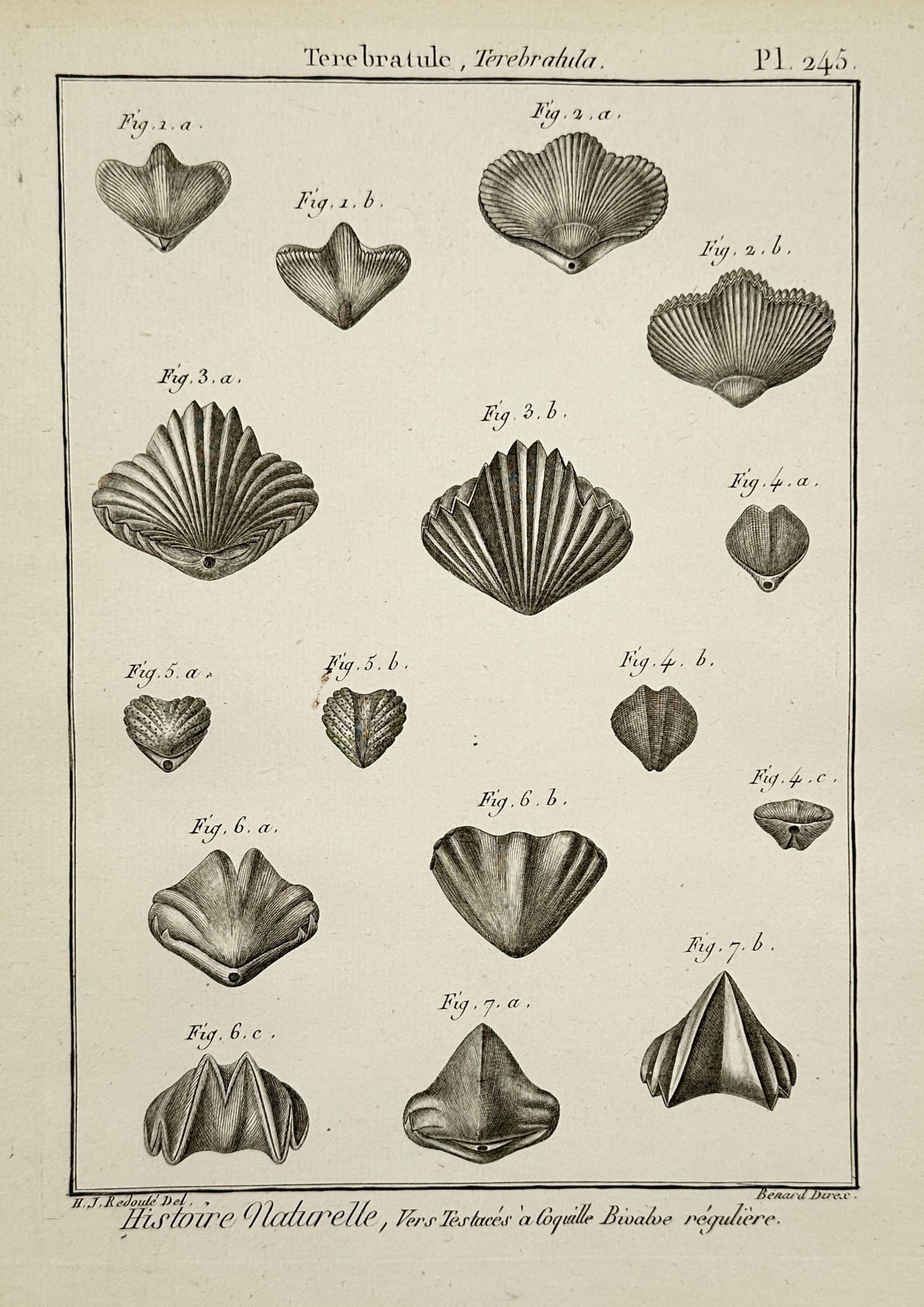 Robert Bénard – Terebratula Brachiopods – Engraving (c. 1780s) (1 of 2)