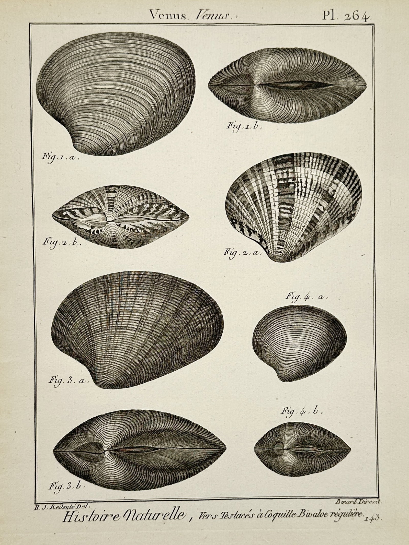Robert Bénard – Venus Clam Bivalve Mollusks – Engraving (c. 1780s) (1 of 2)